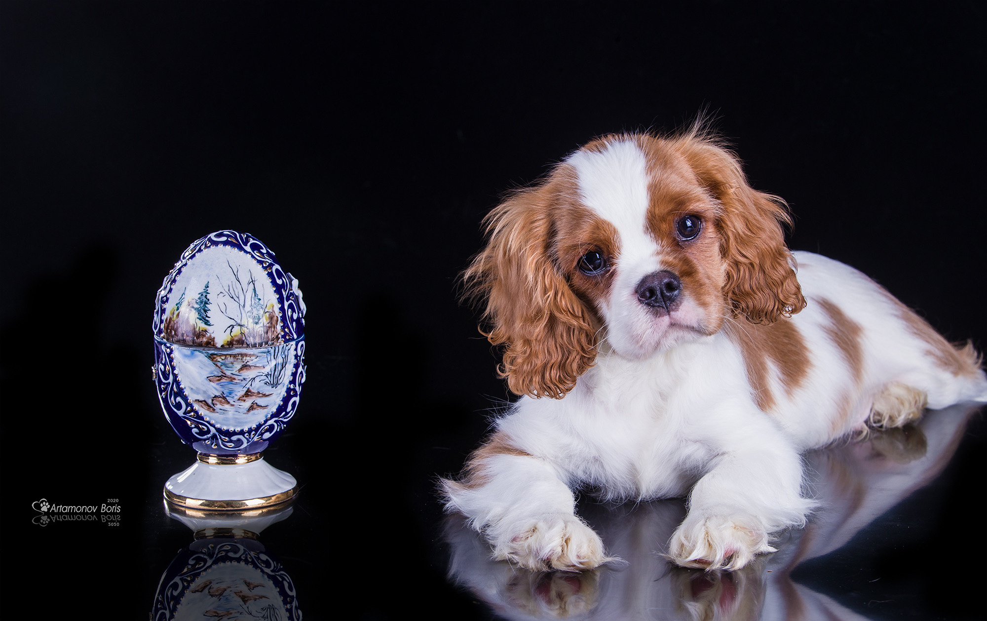 ФОТО ЩЕНКОВ. Борис Артамонов фотограф — анималист. Москва