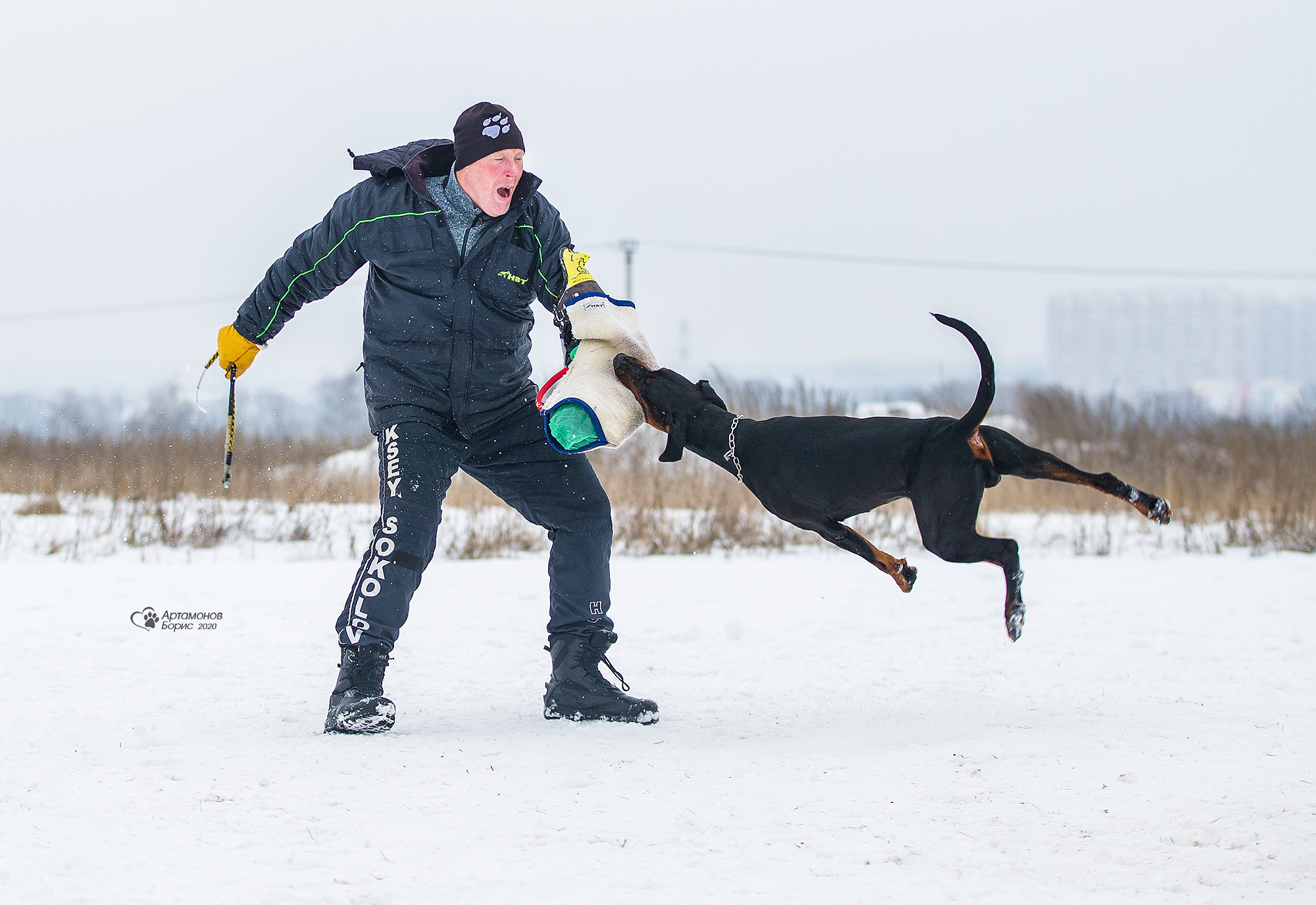 ДОБЕРМАНЫ КУСАЧКИ. Борис Артамонов фотограф — анималист. Москва