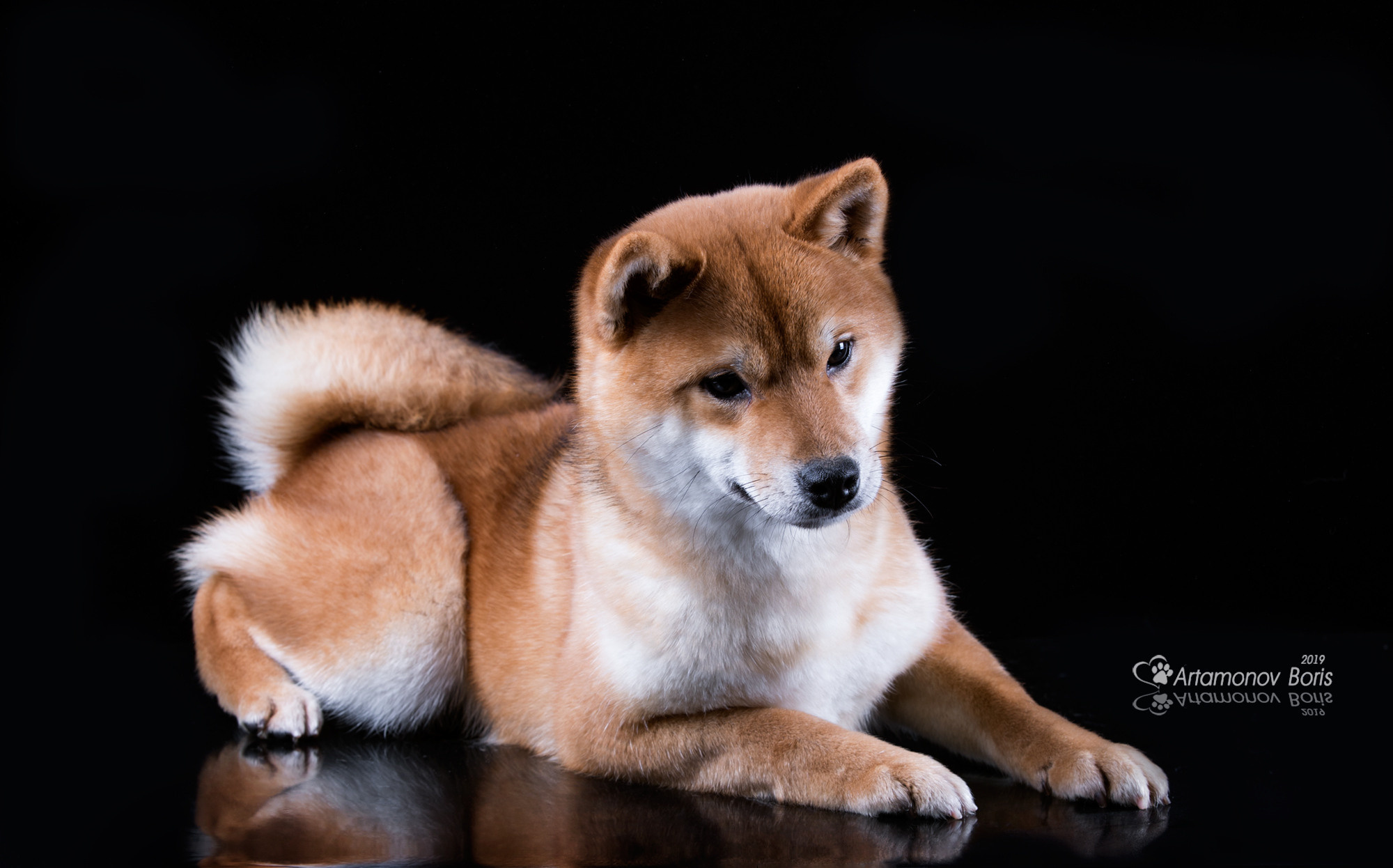 ФОТОСЕССИЯ СИБА. Борис Артамонов фотограф — анималист. Москва