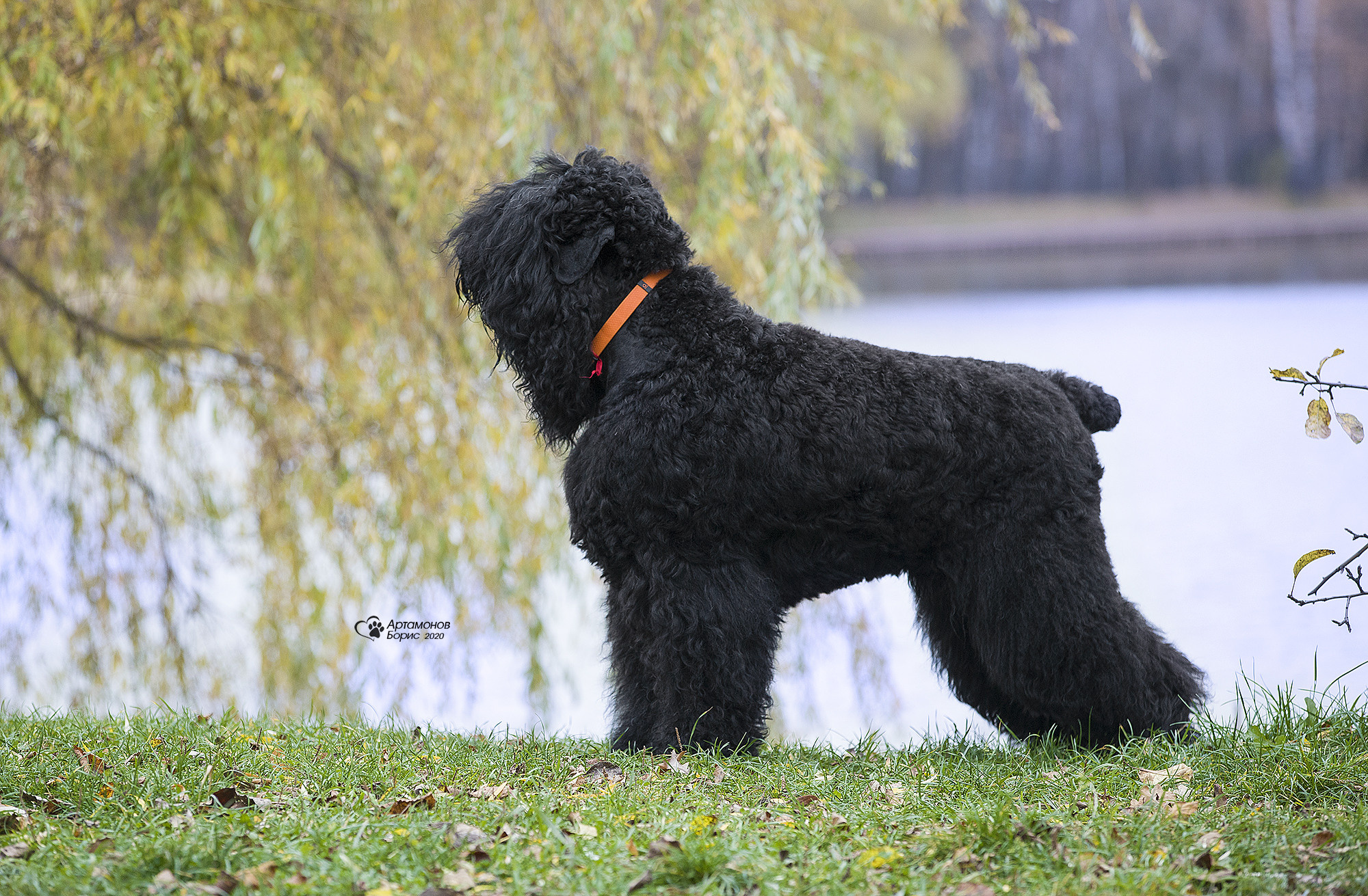РУССКИЙ ЧЕРНЫЙ ТЕРЬЕР. Борис Артамонов фотограф — анималист. Москва