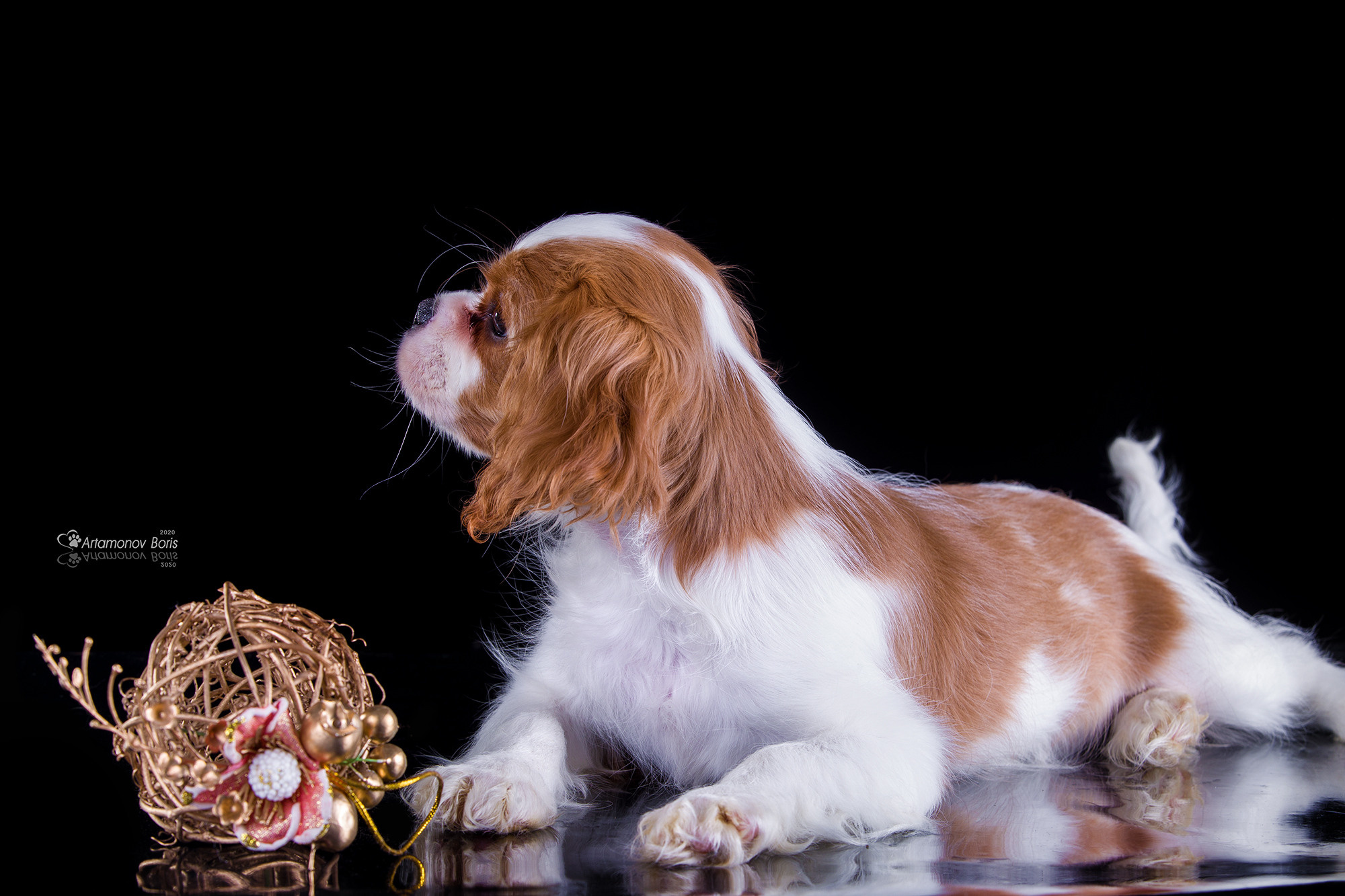 ФОТО ЩЕНКОВ. Борис Артамонов фотограф — анималист. Москва