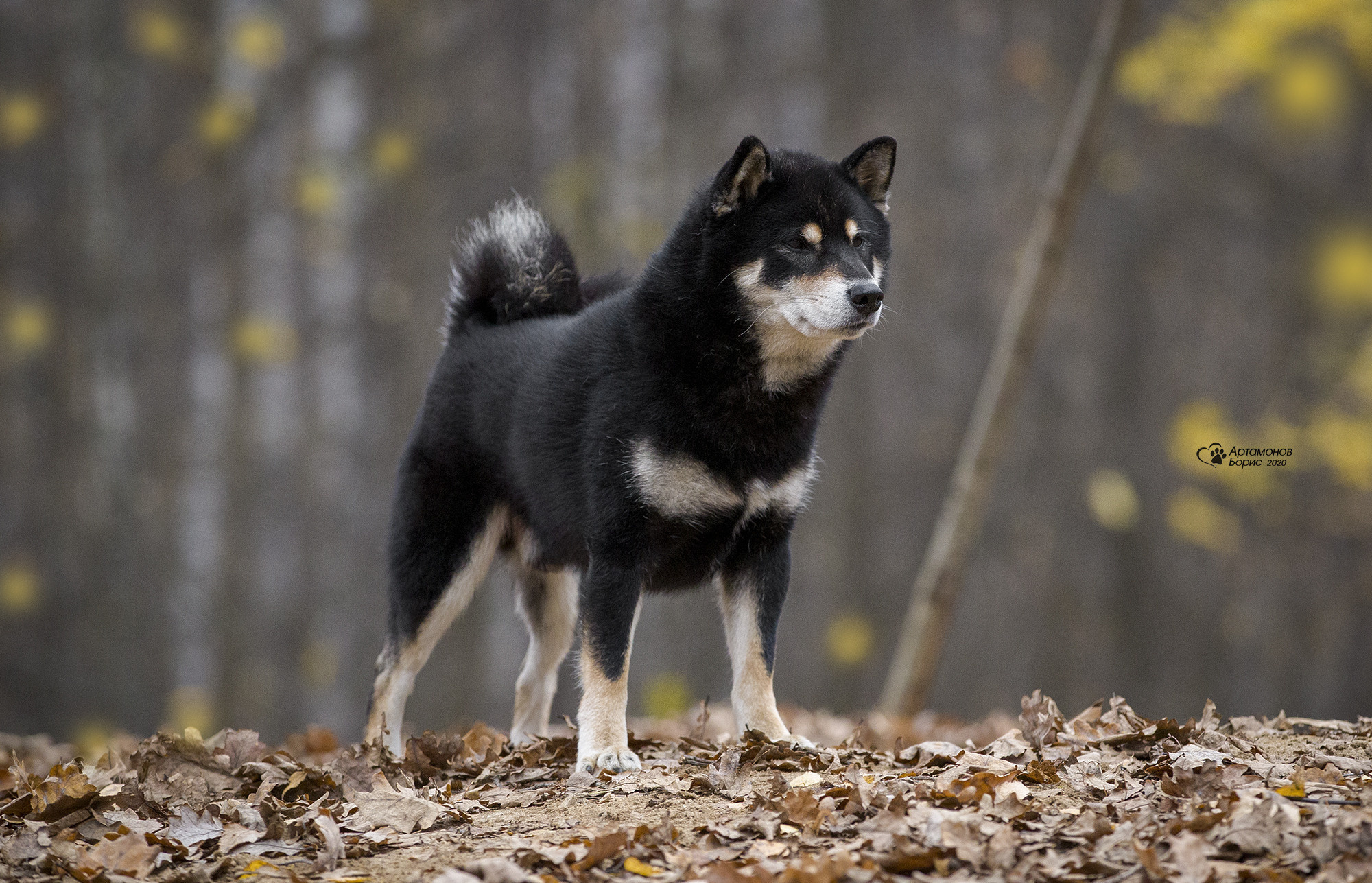 ФОТОСЕССИЯ СИБА. Борис Артамонов фотограф — анималист. Москва