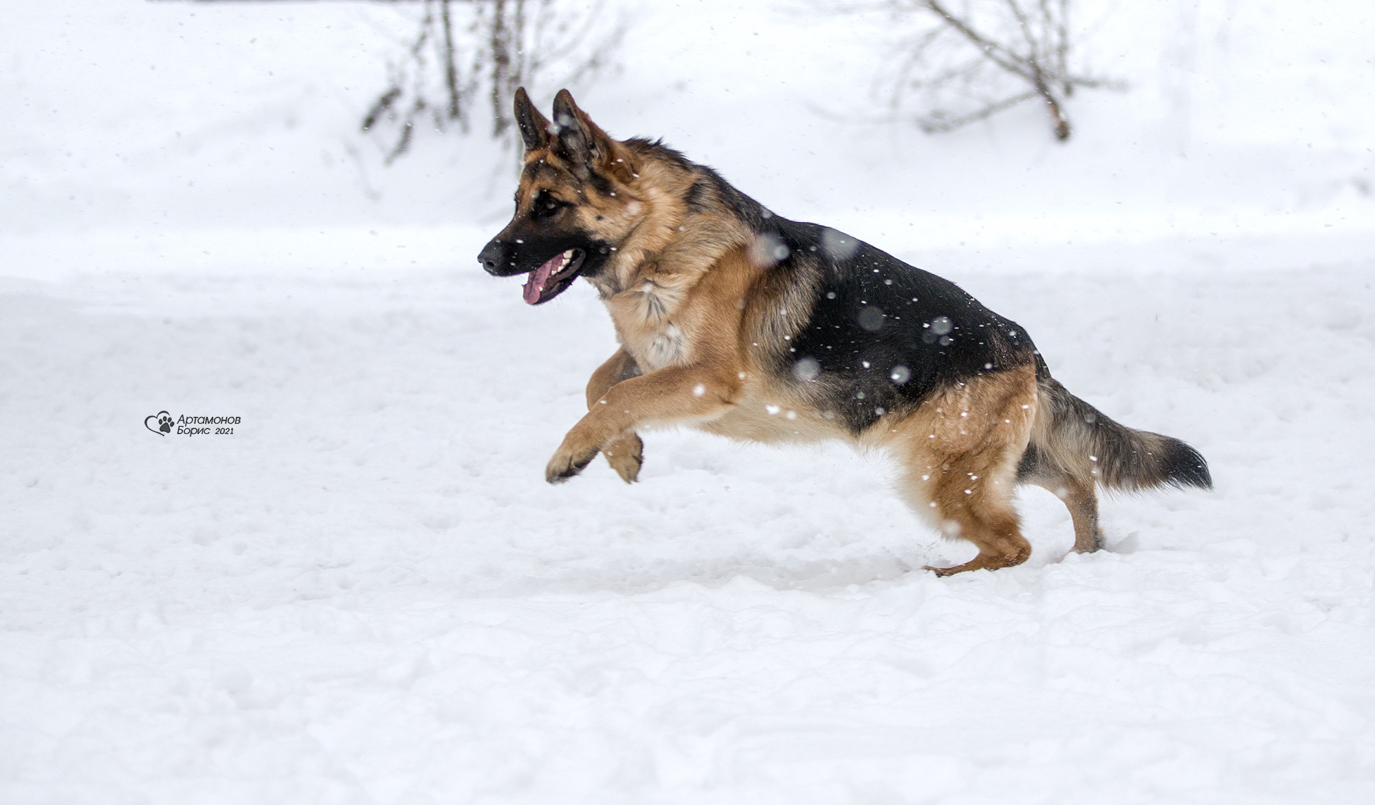 В ДВИЖЕНИИ. Борис Артамонов фотограф — анималист. Москва