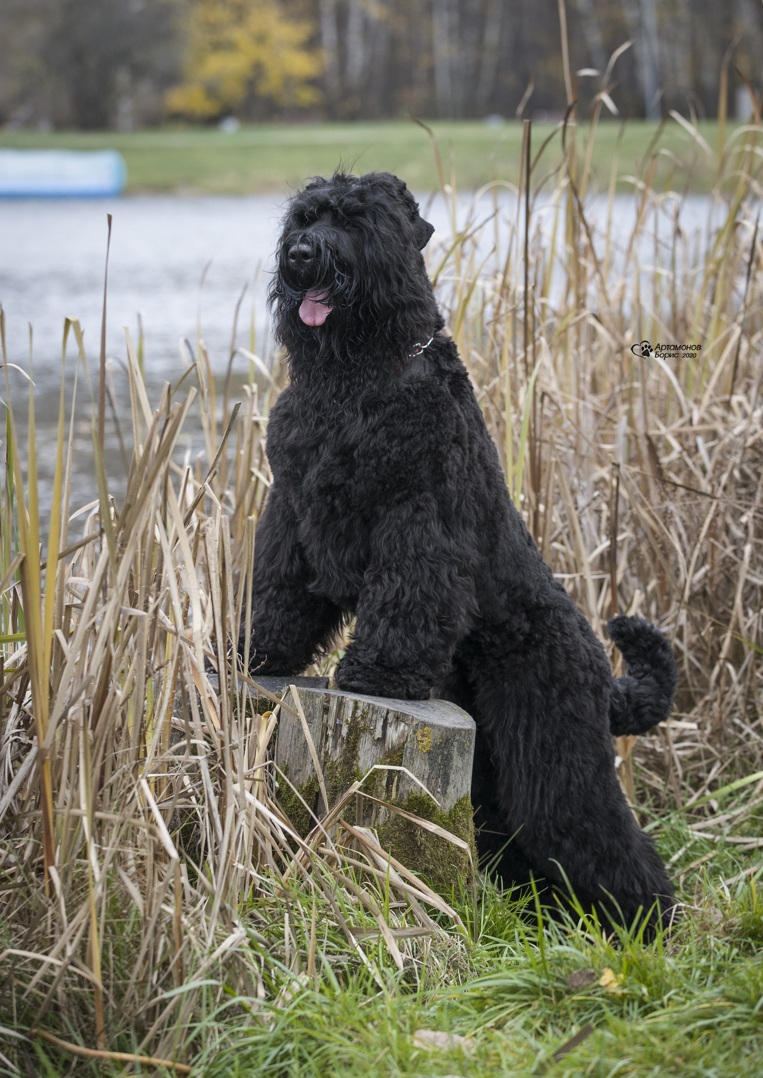 МАШЕНЬКА. Борис Артамонов фотограф — анималист. Москва