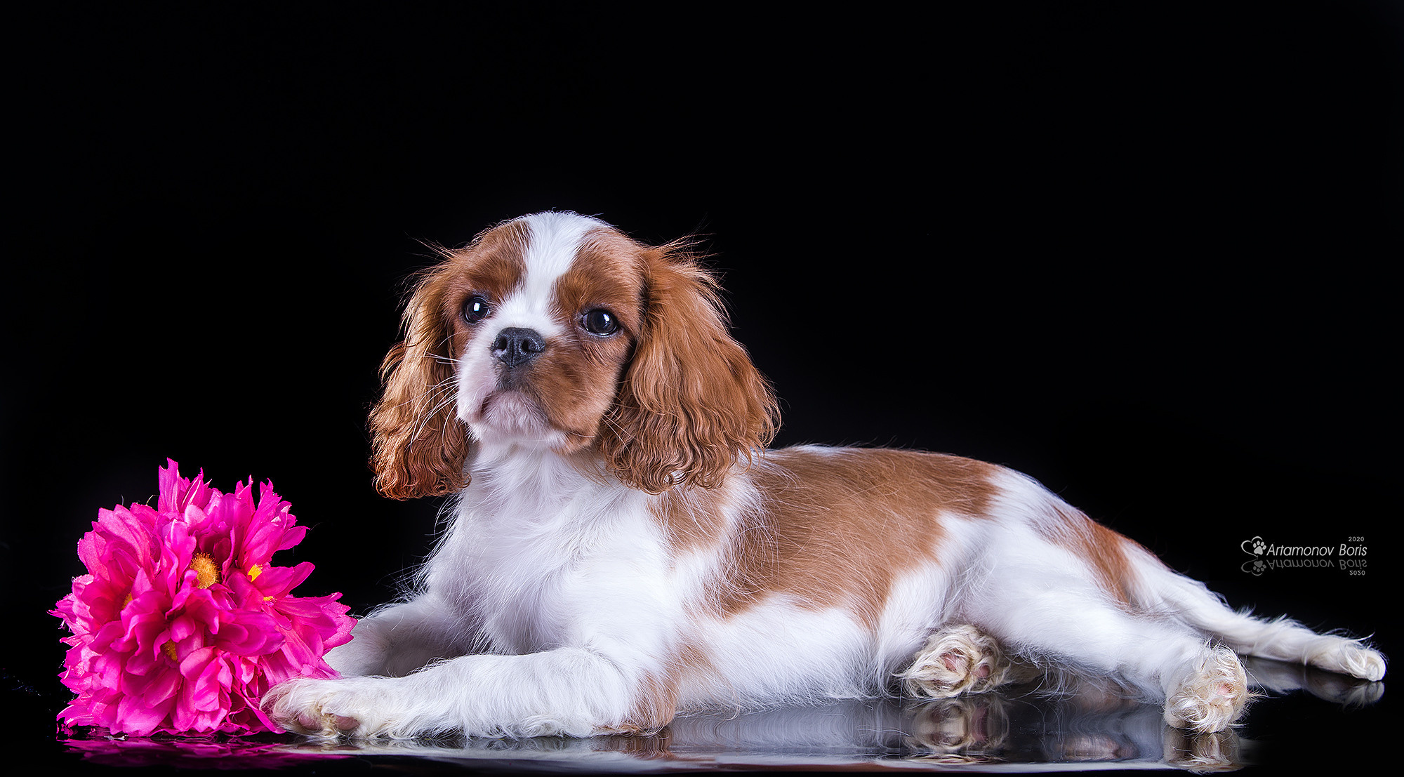 ФОТО ЩЕНКОВ. Борис Артамонов фотограф — анималист. Москва