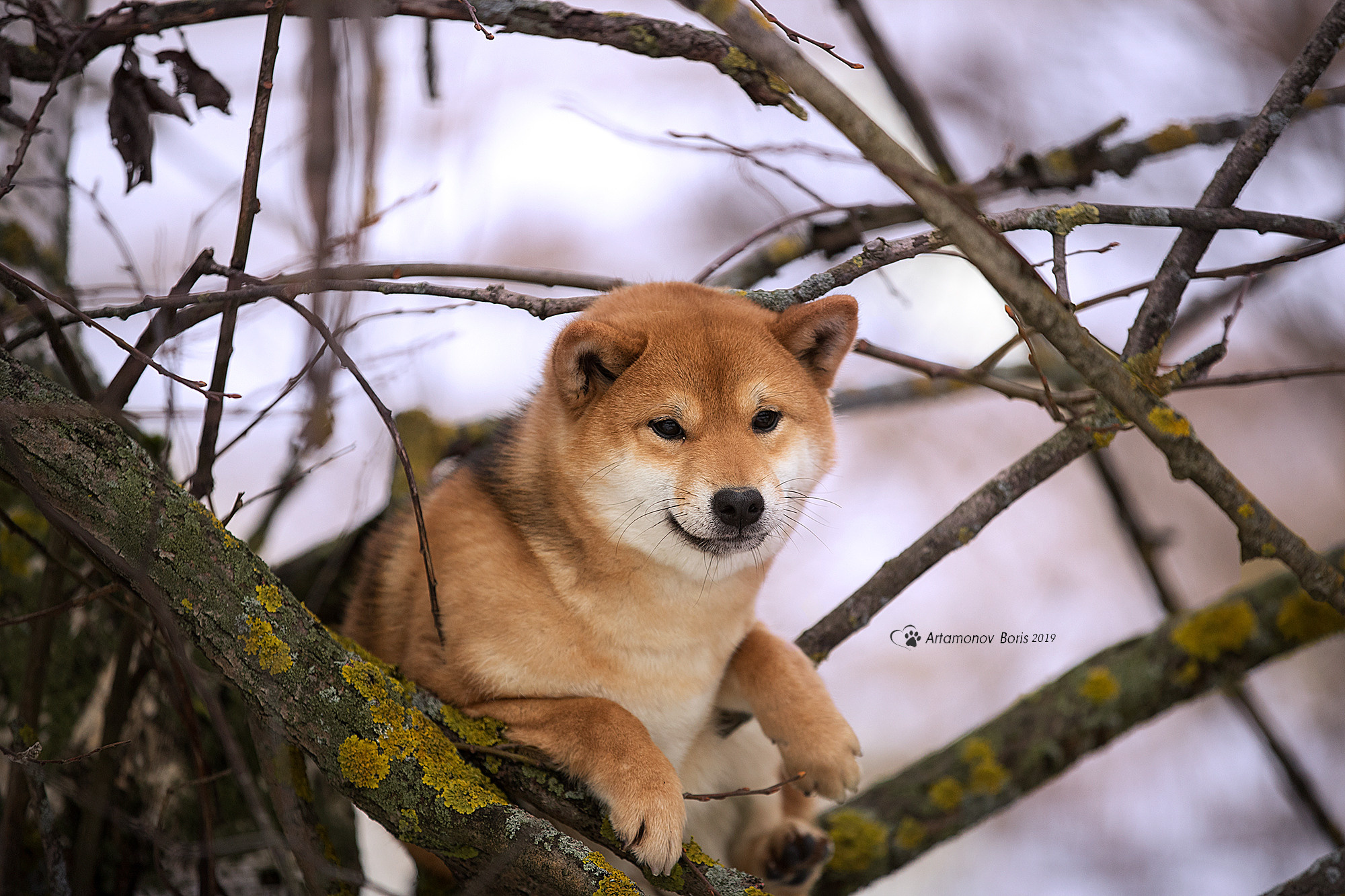 ФОТОСЕССИЯ СИБА. Борис Артамонов фотограф — анималист. Москва