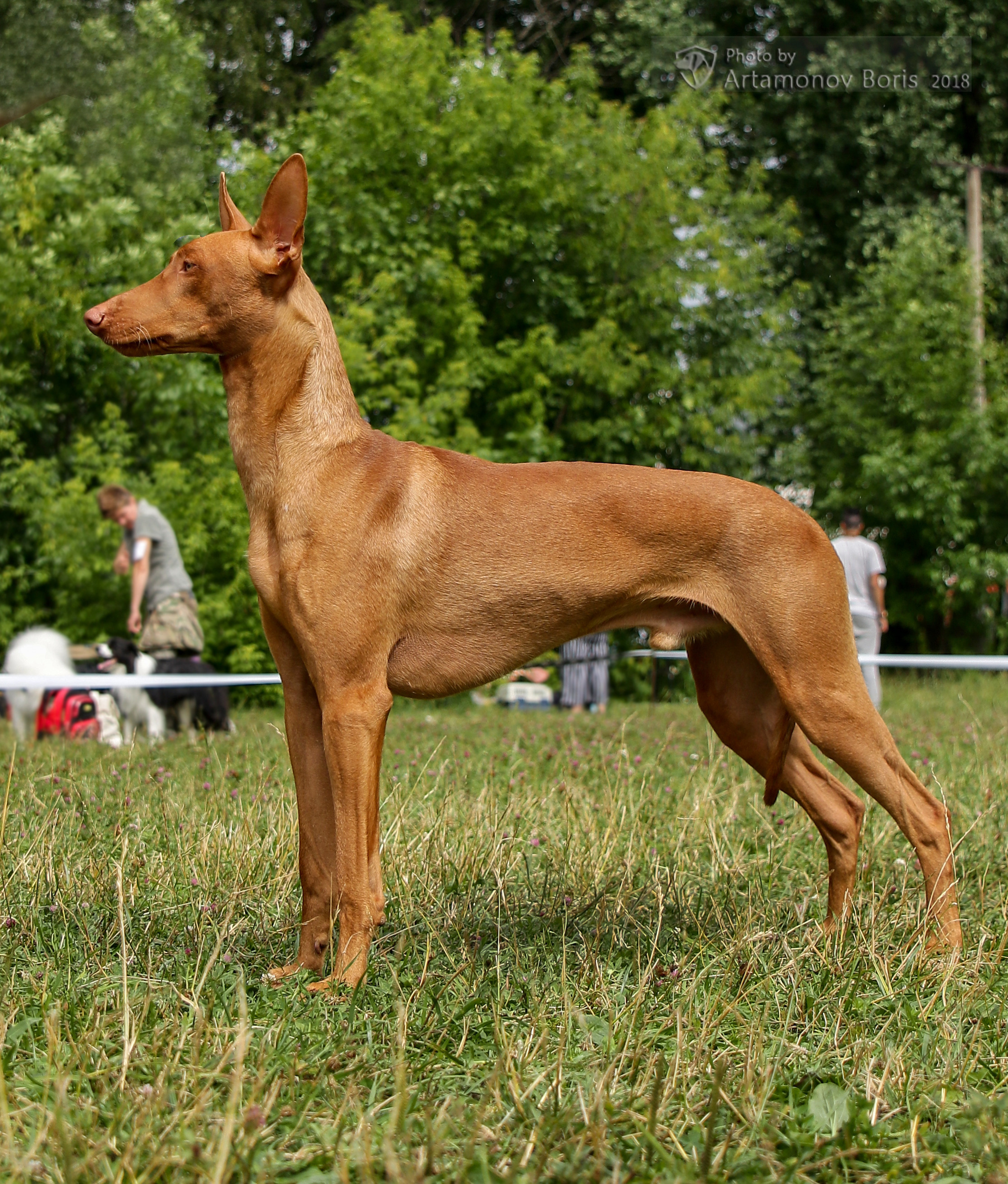 ПОРТРЕТИКИ. Борис Артамонов фотограф — анималист. Москва