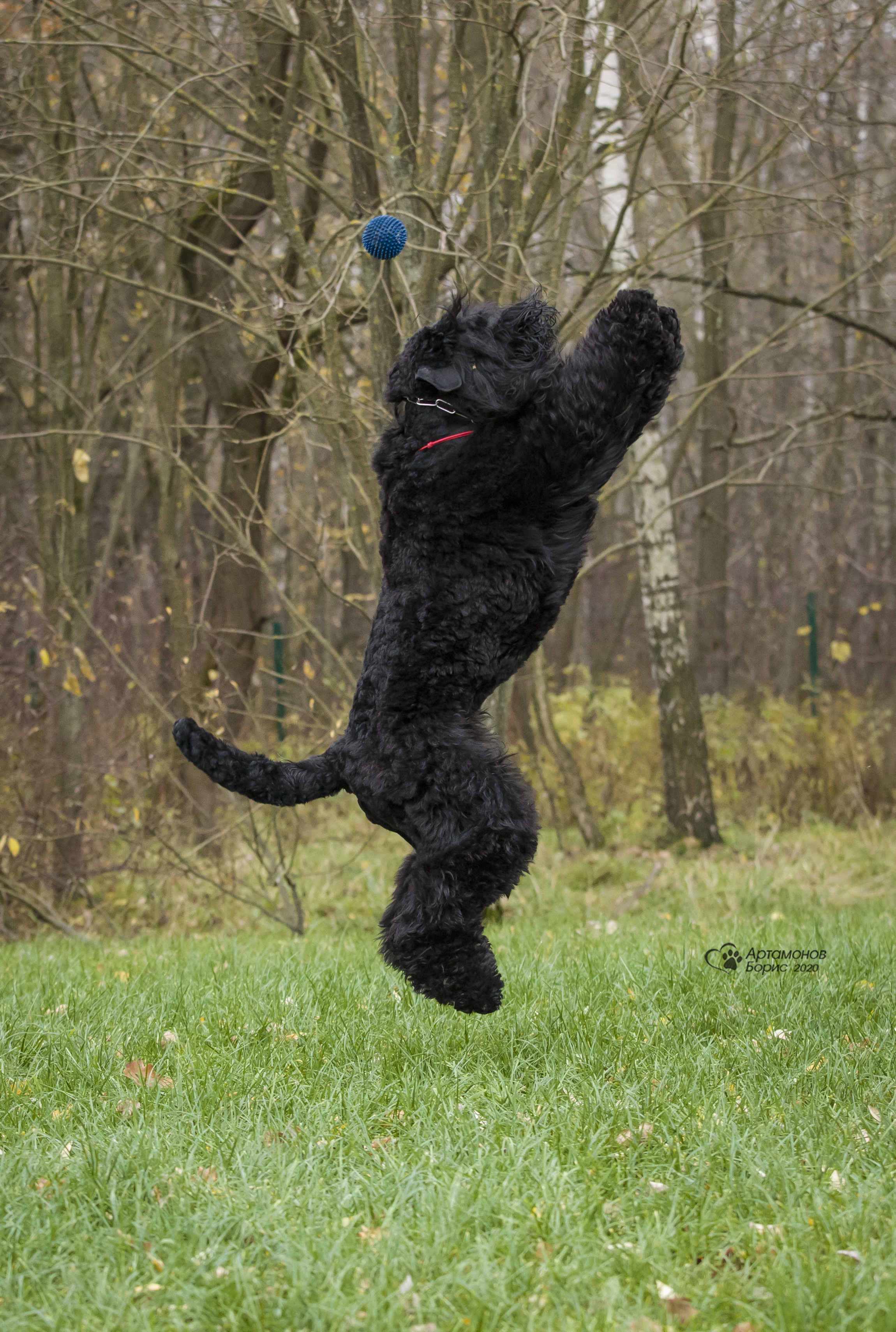МАШЕНЬКА. Борис Артамонов фотограф — анималист. Москва