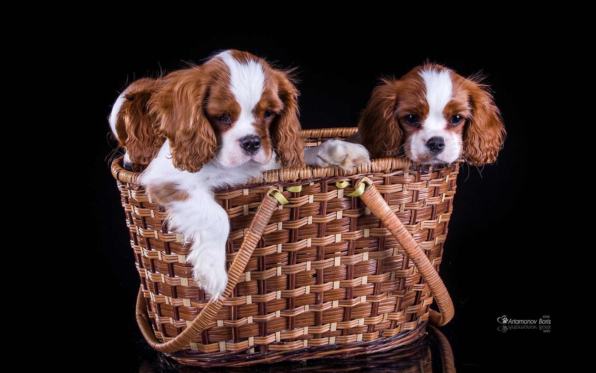 ФОТО ЩЕНКОВ. Борис Артамонов фотограф — анималист. Москва