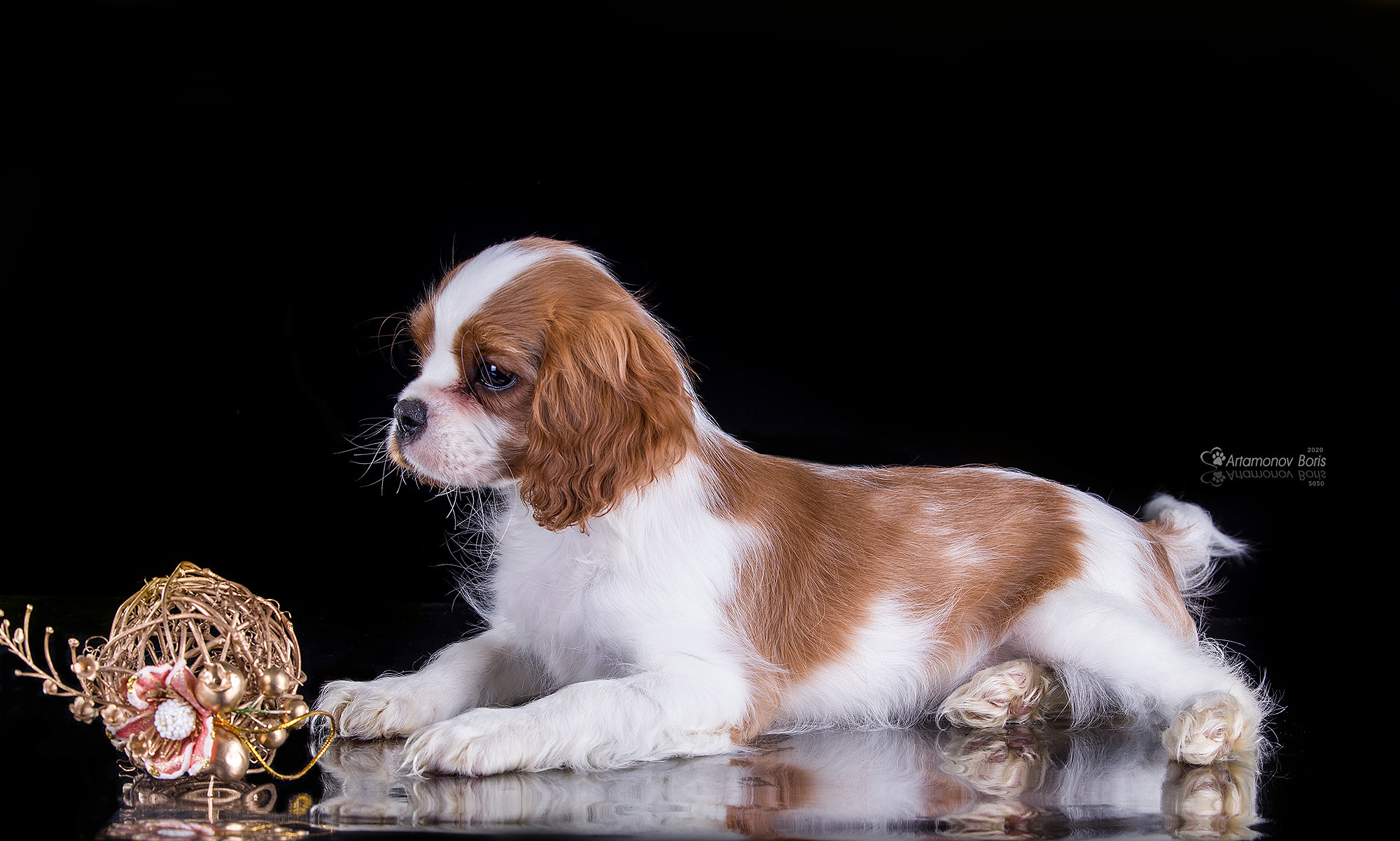 ФОТО ЩЕНКОВ. Борис Артамонов фотограф — анималист. Москва