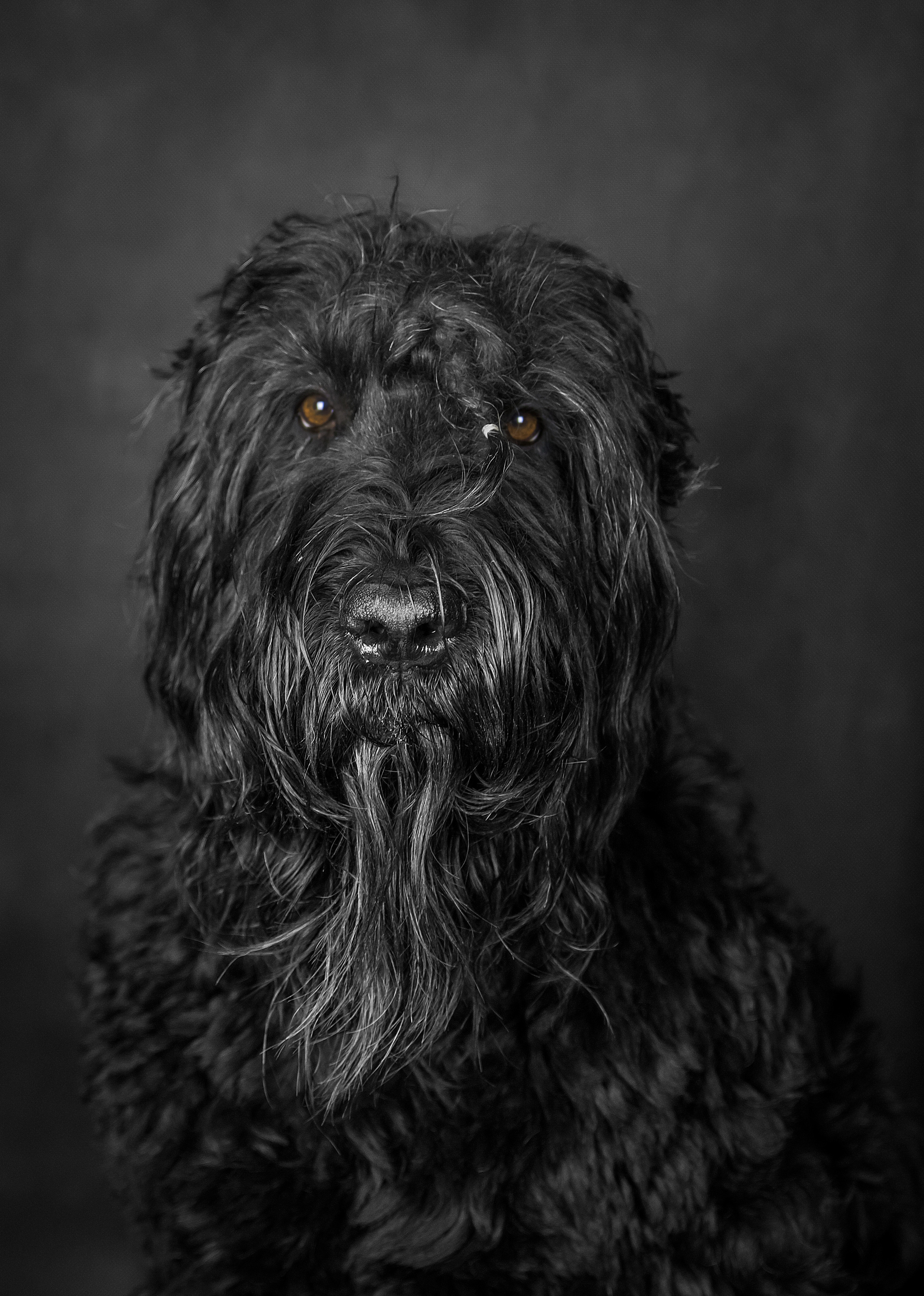 Борис Артамонов фотограф — анималист. Москва