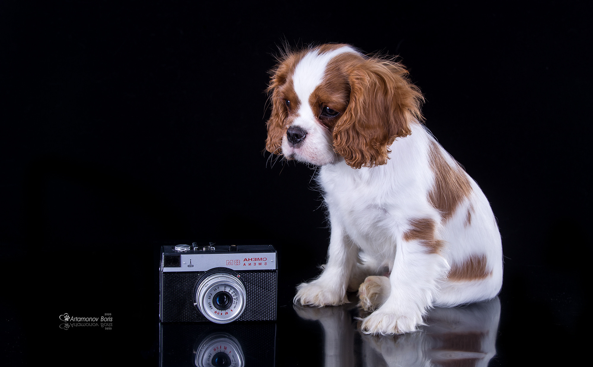 ФОТО ЩЕНКОВ. Борис Артамонов фотограф — анималист. Москва