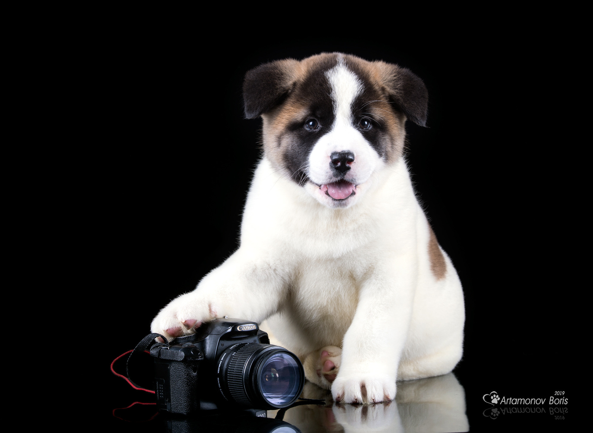 ФОТО ЩЕНКОВ. Борис Артамонов фотограф — анималист. Москва