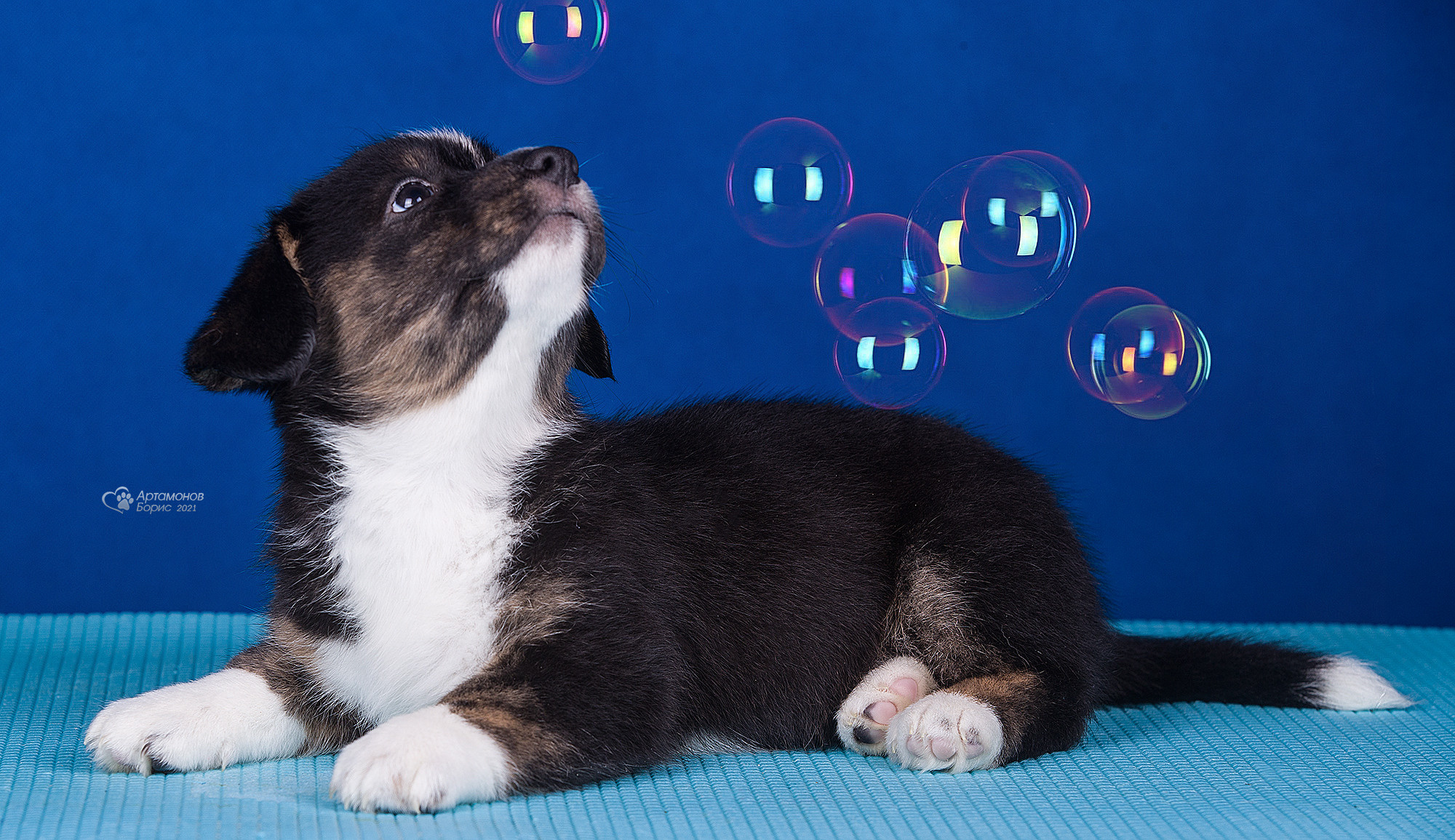 ФОТО ЩЕНКОВ. Борис Артамонов фотограф — анималист. Москва