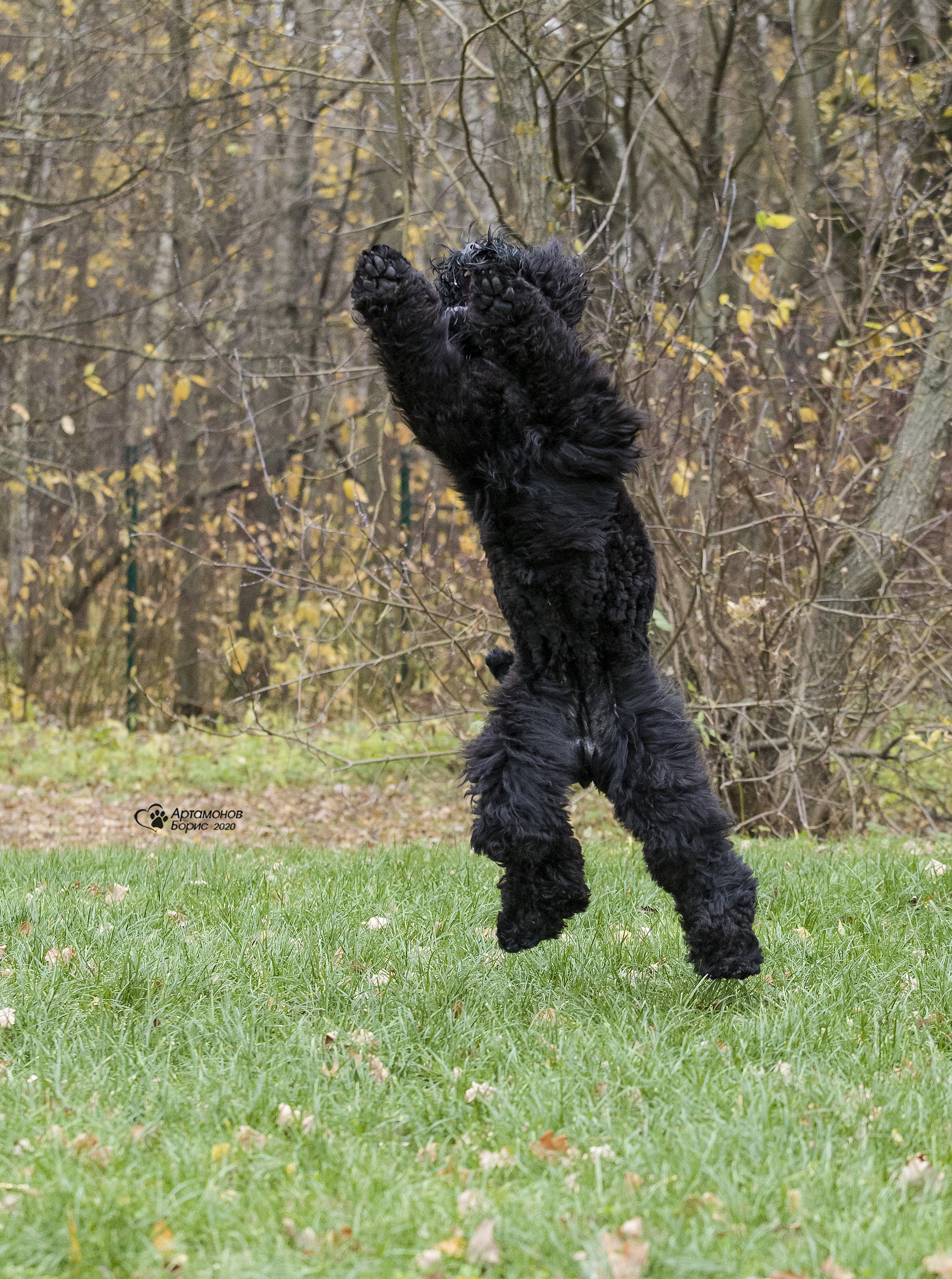МАШЕНЬКА. Борис Артамонов фотограф — анималист. Москва