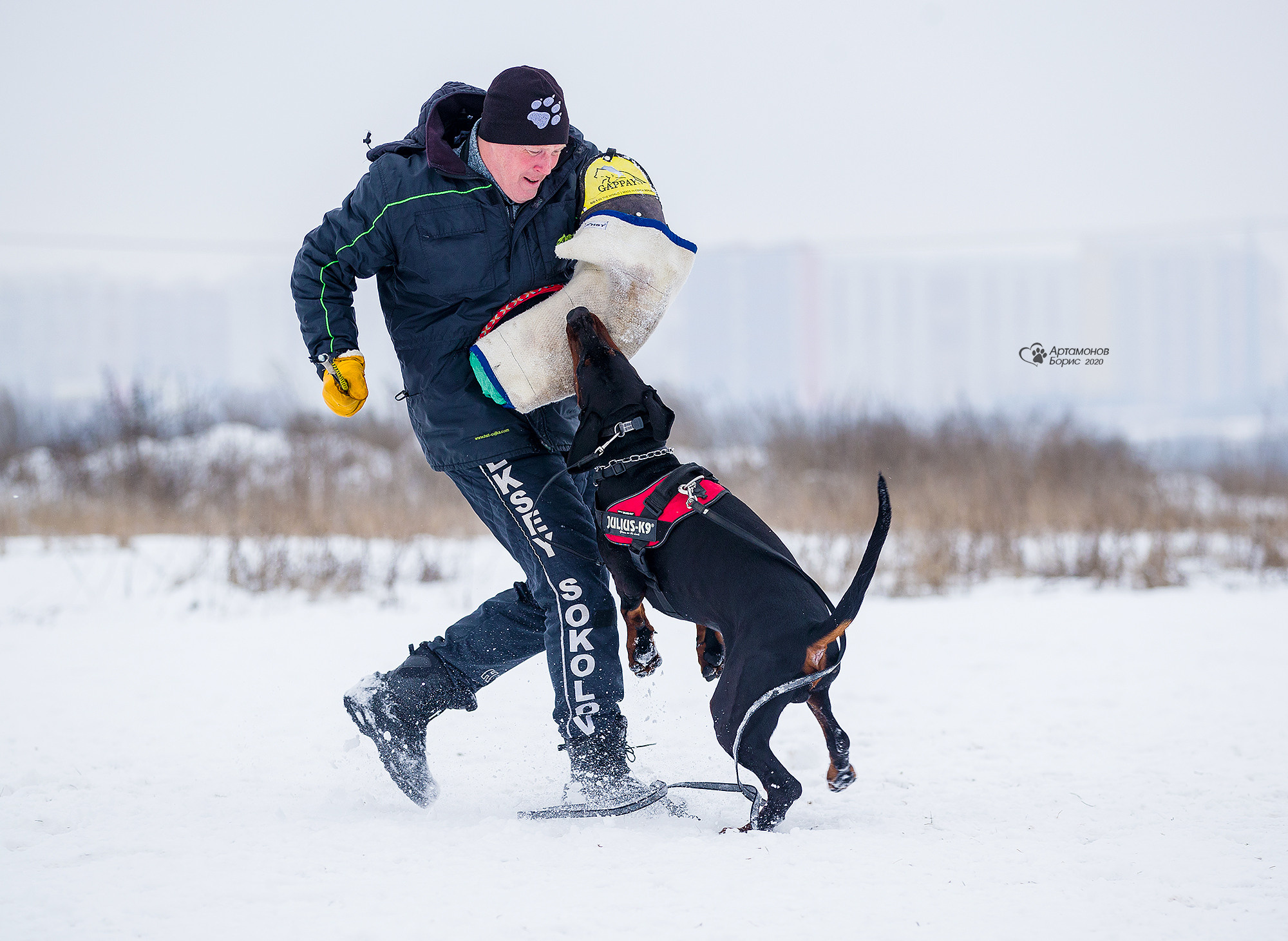 ДОБЕРМАНЫ КУСАЧКИ. Борис Артамонов фотограф — анималист. Москва