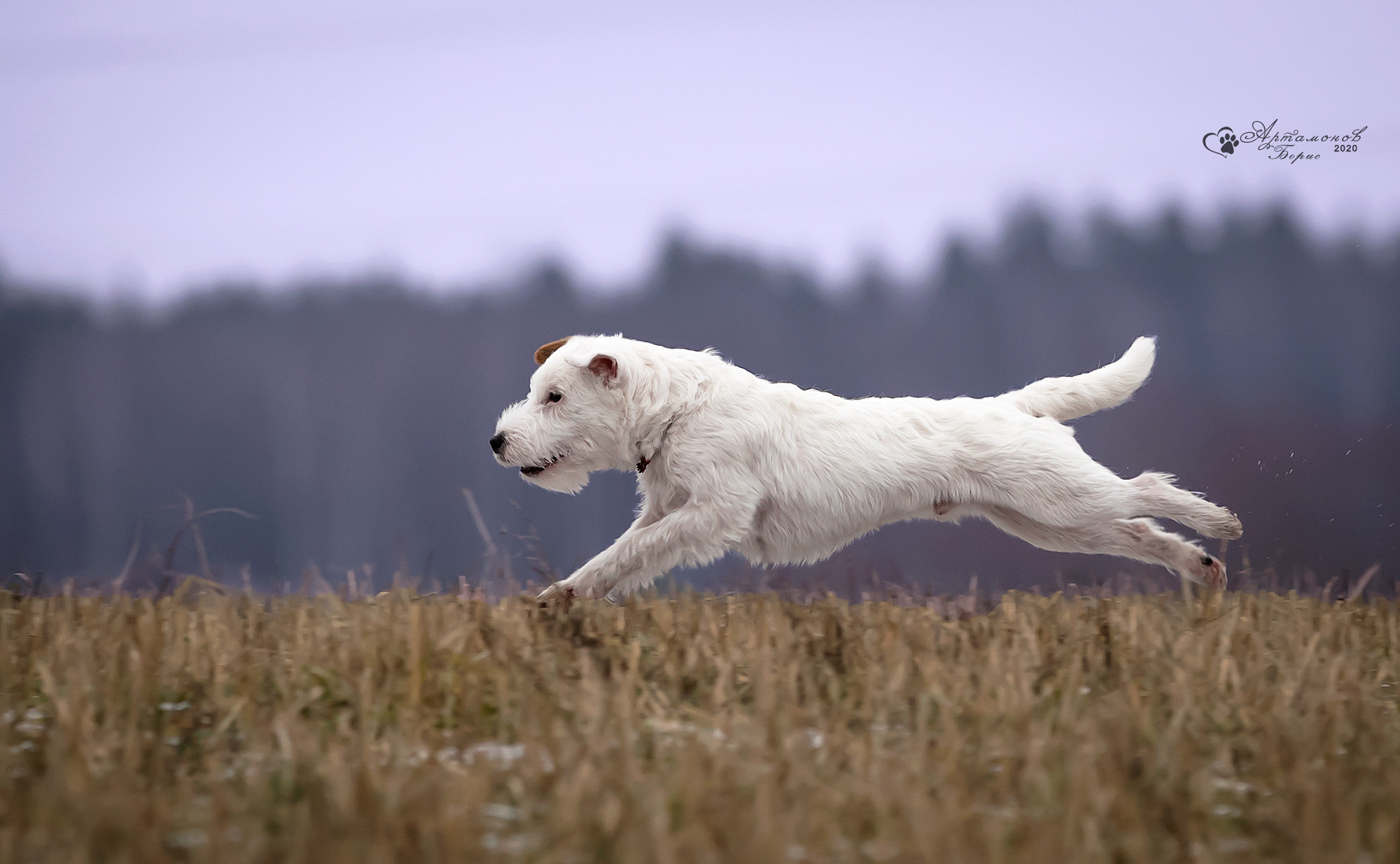 В ДВИЖЕНИИ. Борис Артамонов фотограф — анималист. Москва
