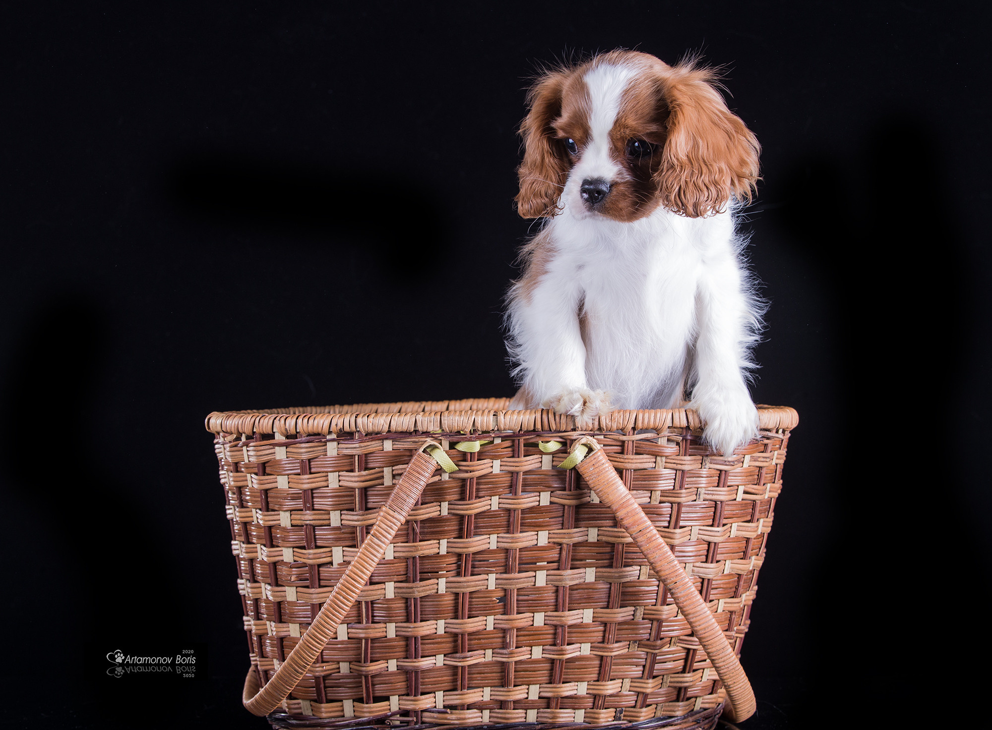 ФОТО ЩЕНКОВ. Борис Артамонов фотограф — анималист. Москва