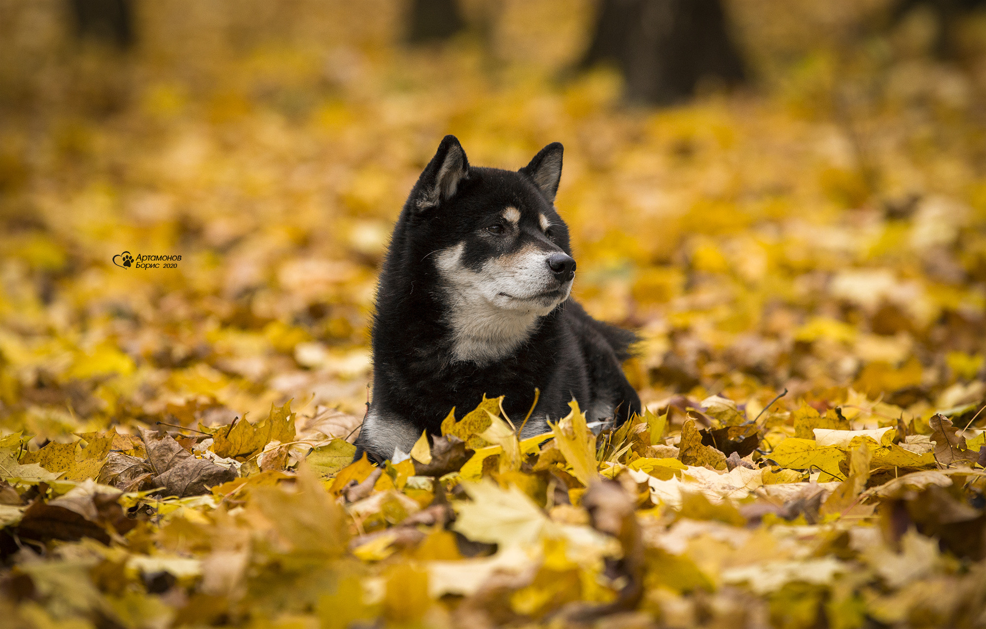 ФОТОСЕССИЯ СИБА. Борис Артамонов фотограф — анималист. Москва