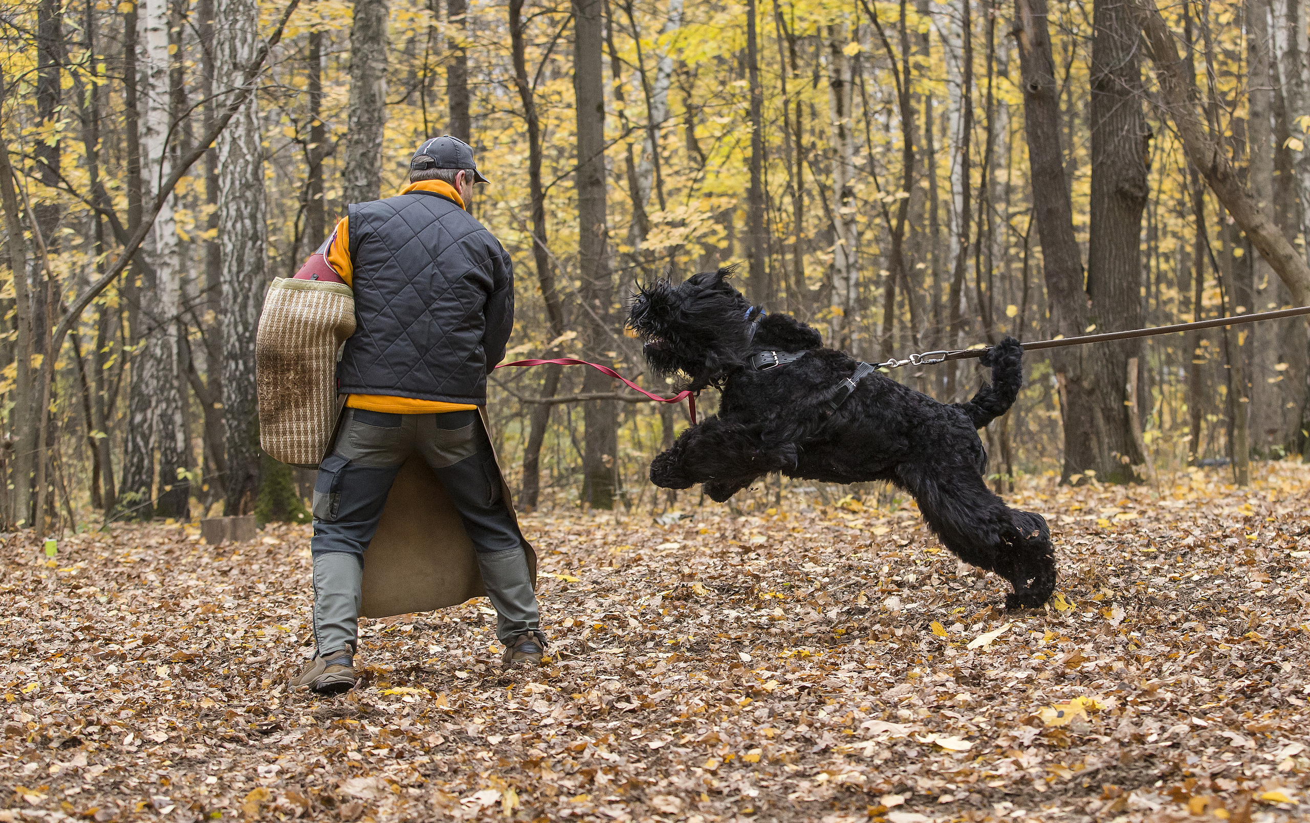 МАШЕНЬКА. Борис Артамонов фотограф — анималист. Москва