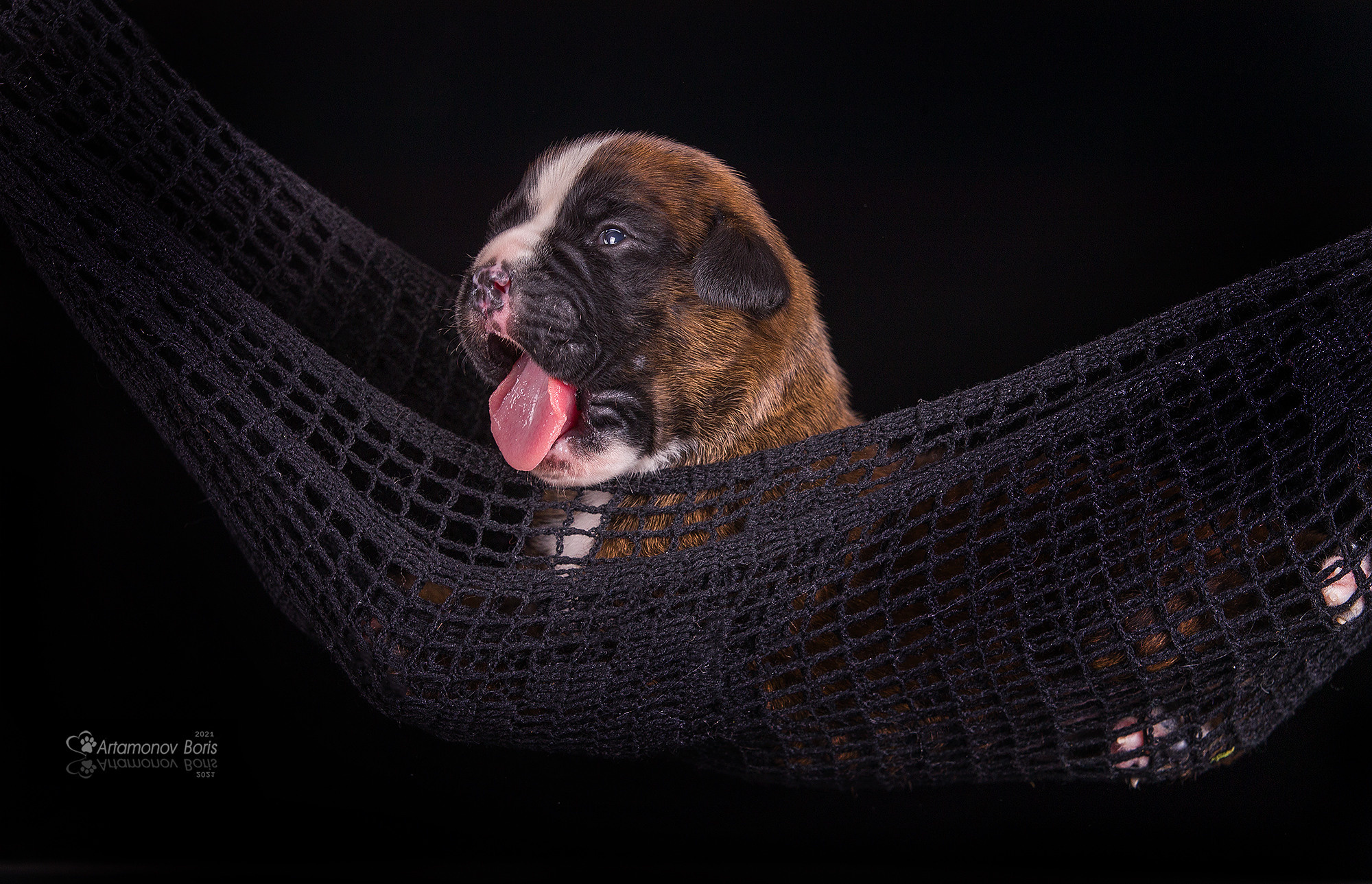 ФОТО ЩЕНКОВ. Борис Артамонов фотограф — анималист. Москва