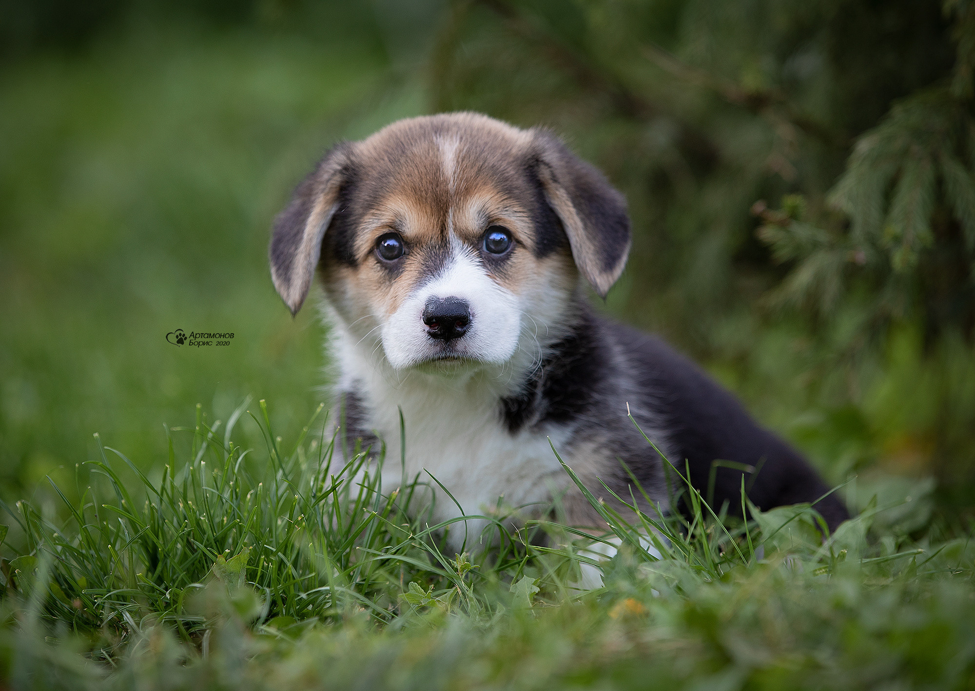 ФОТО ЩЕНКОВ. Борис Артамонов фотограф — анималист. Москва