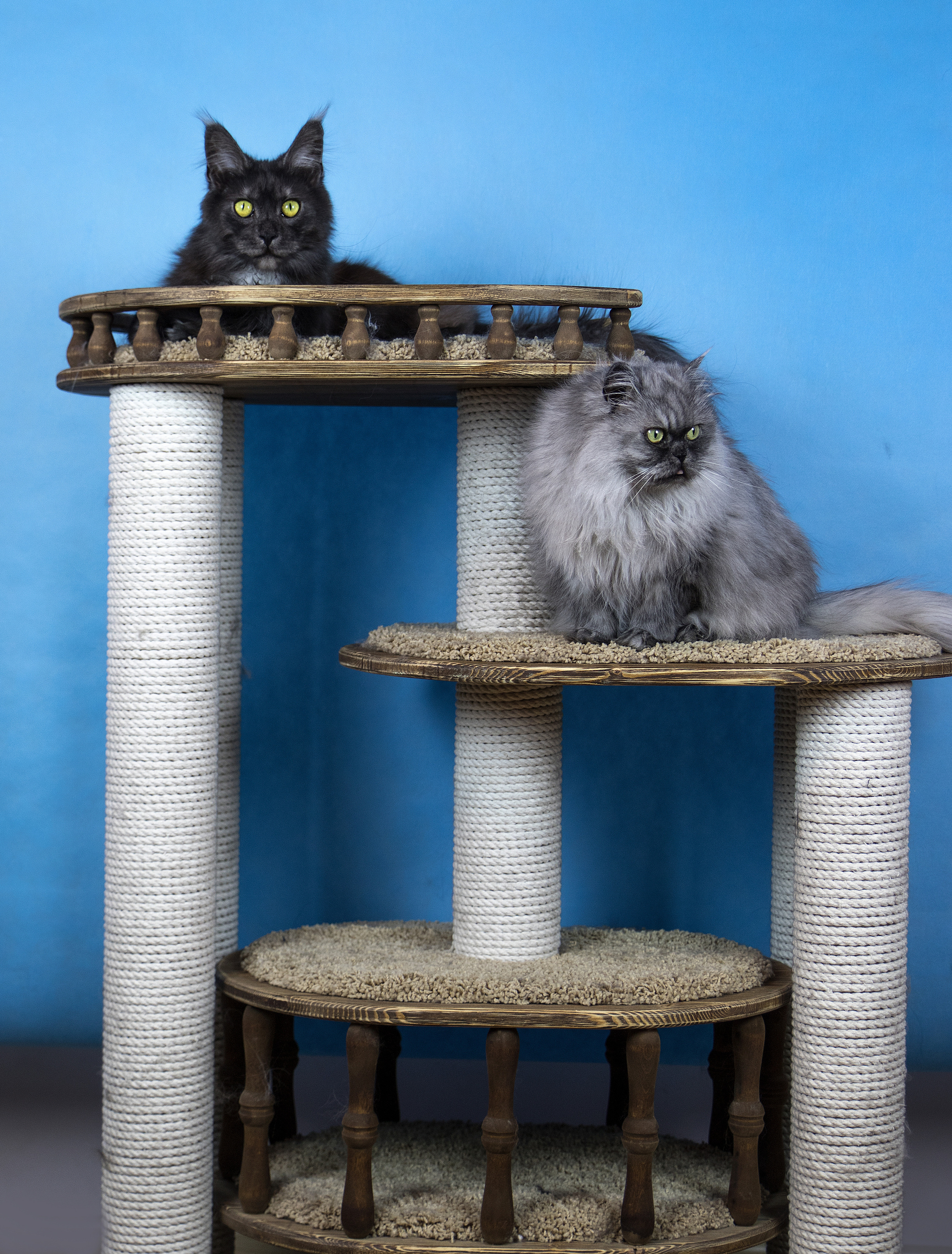 КОТЫ))))). Борис Артамонов фотограф — анималист. Москва