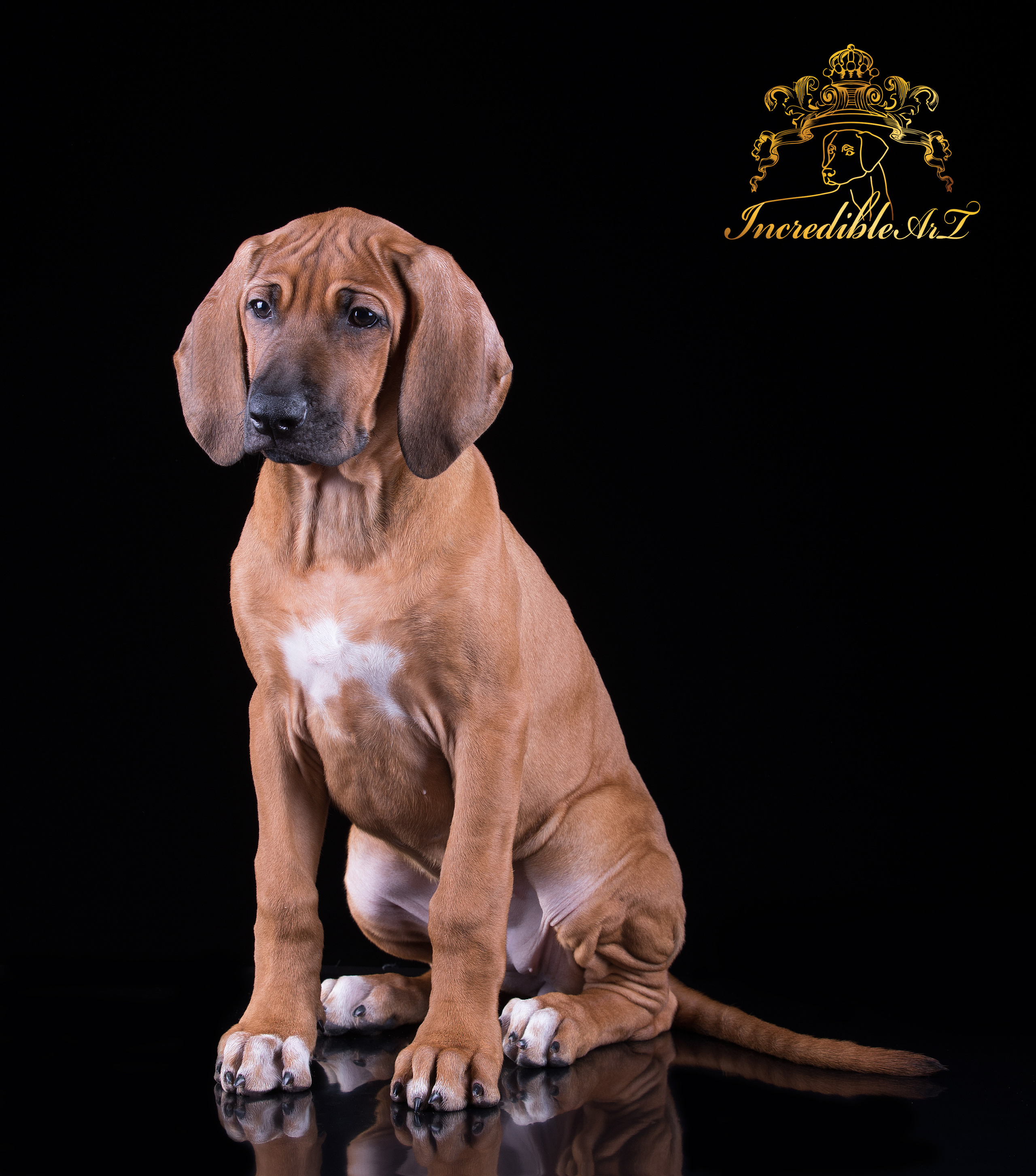 ФОТО ЩЕНКОВ. Борис Артамонов фотограф — анималист. Москва