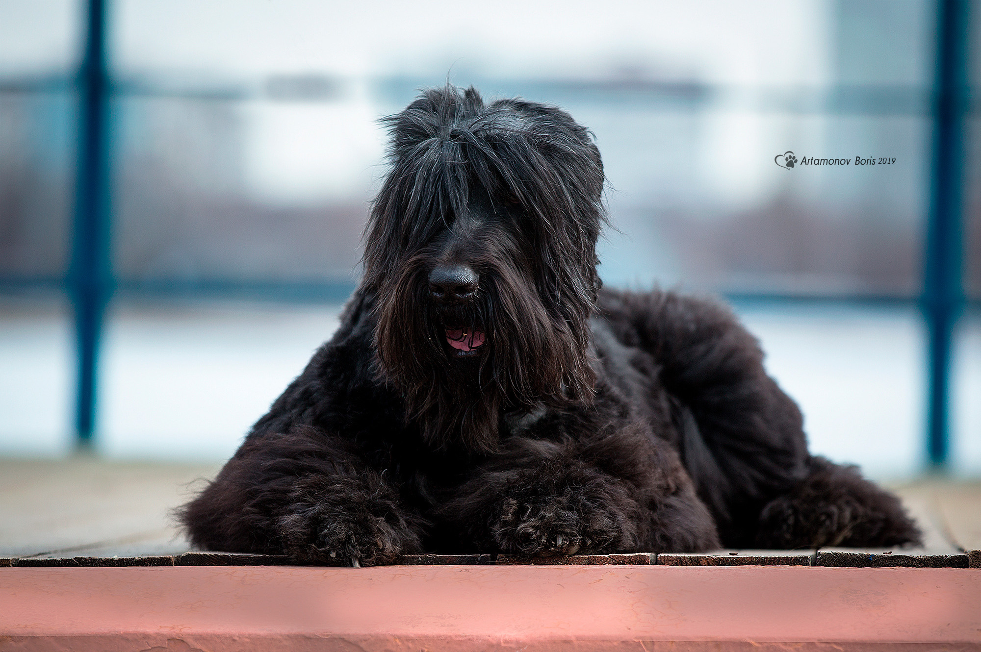 ФОТОСЕССИЯ РЧТ И ПОЛИНКА. Борис Артамонов фотограф — анималист. Москва