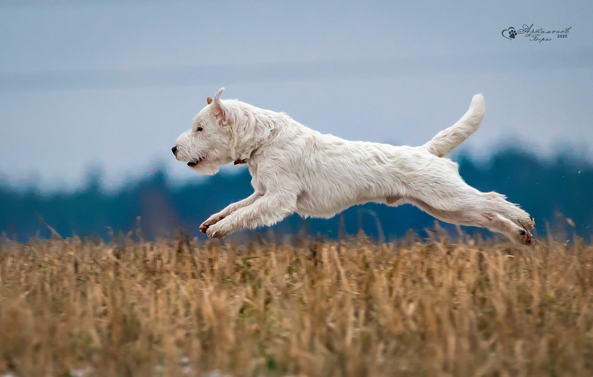 В ДВИЖЕНИИ. Борис Артамонов фотограф — анималист. Москва