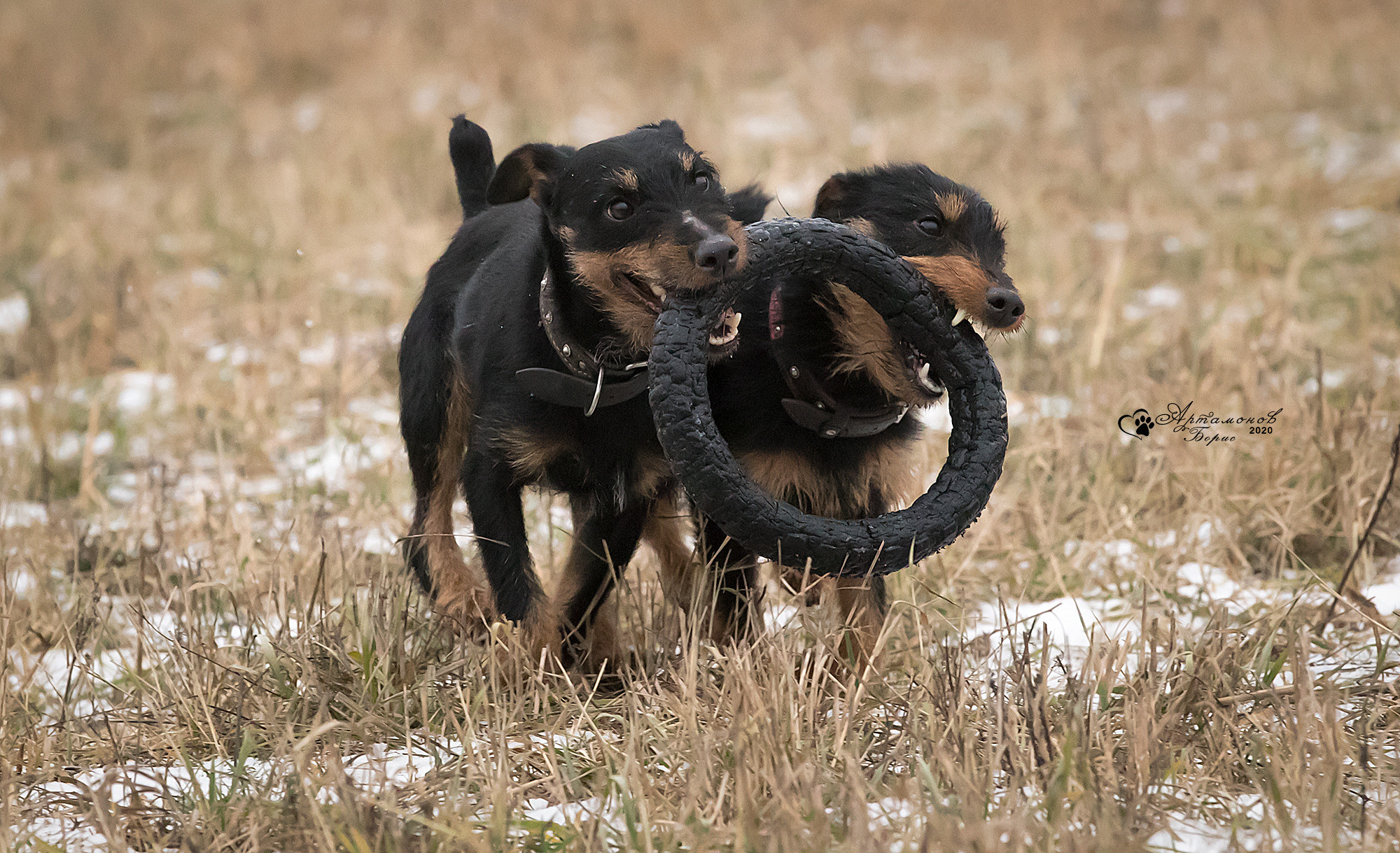 В ДВИЖЕНИИ. Борис Артамонов фотограф — анималист. Москва