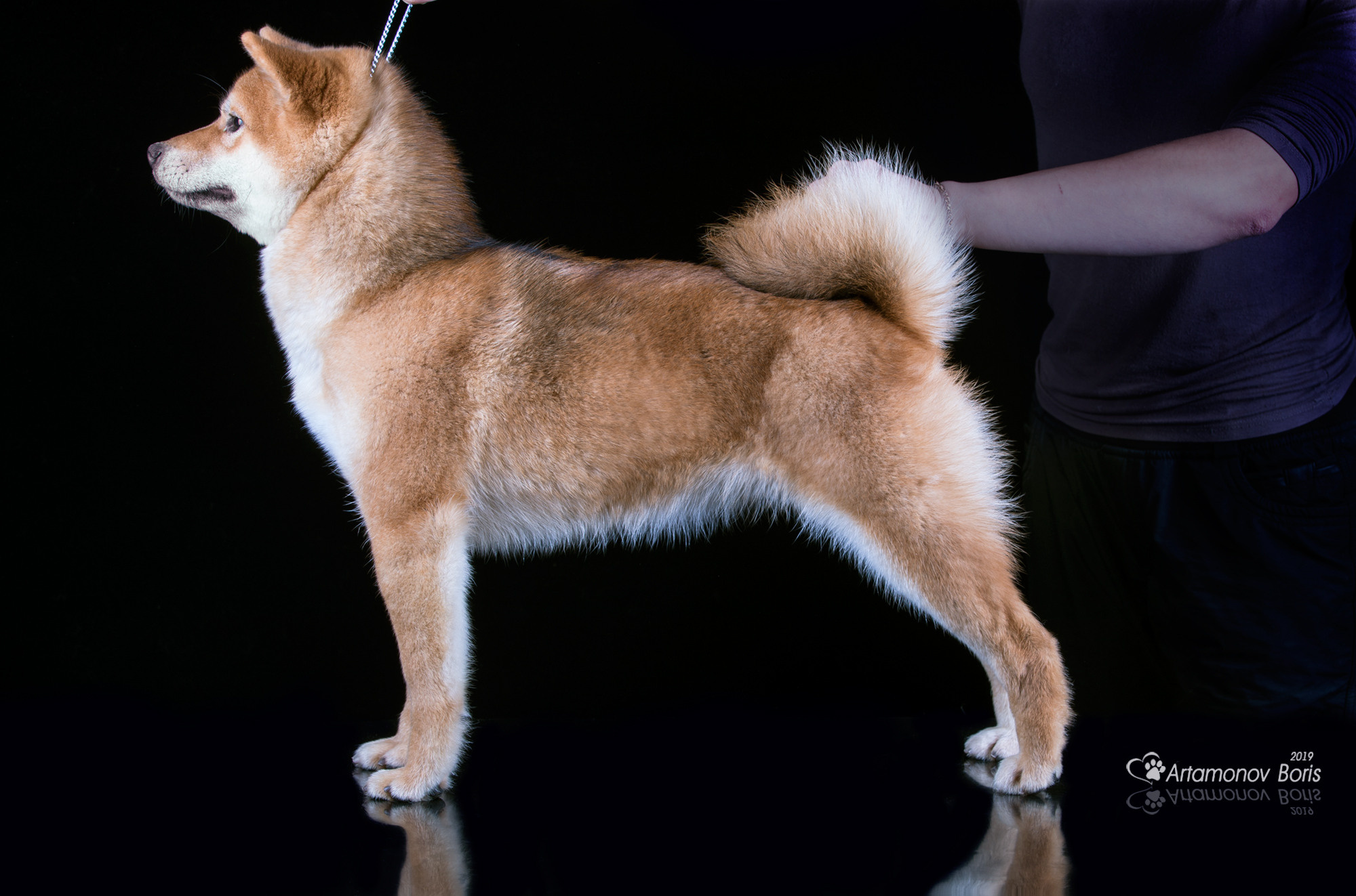 ФОТОСЕССИЯ СИБА. Борис Артамонов фотограф — анималист. Москва