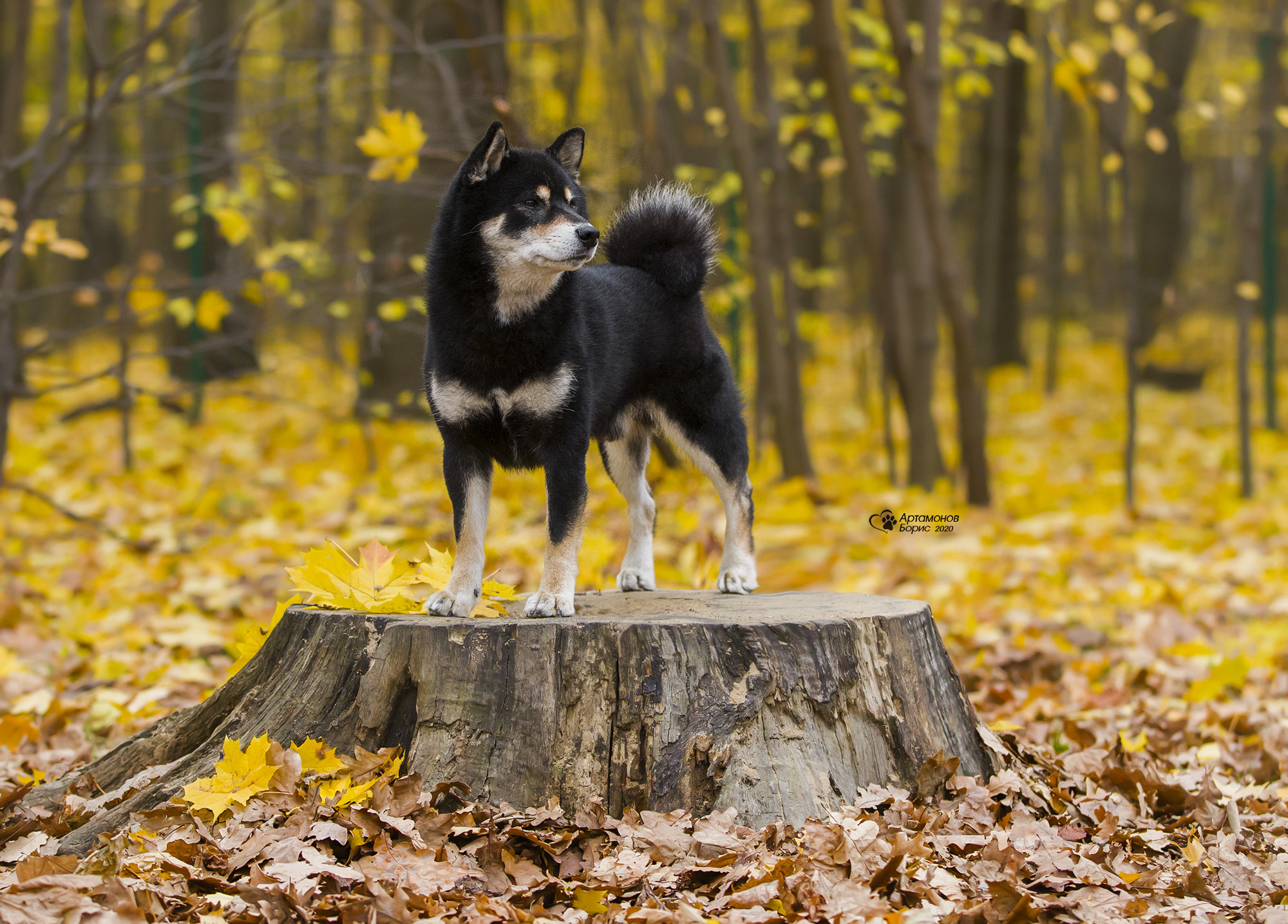 ФОТОСЕССИЯ СИБА. Борис Артамонов фотограф — анималист. Москва