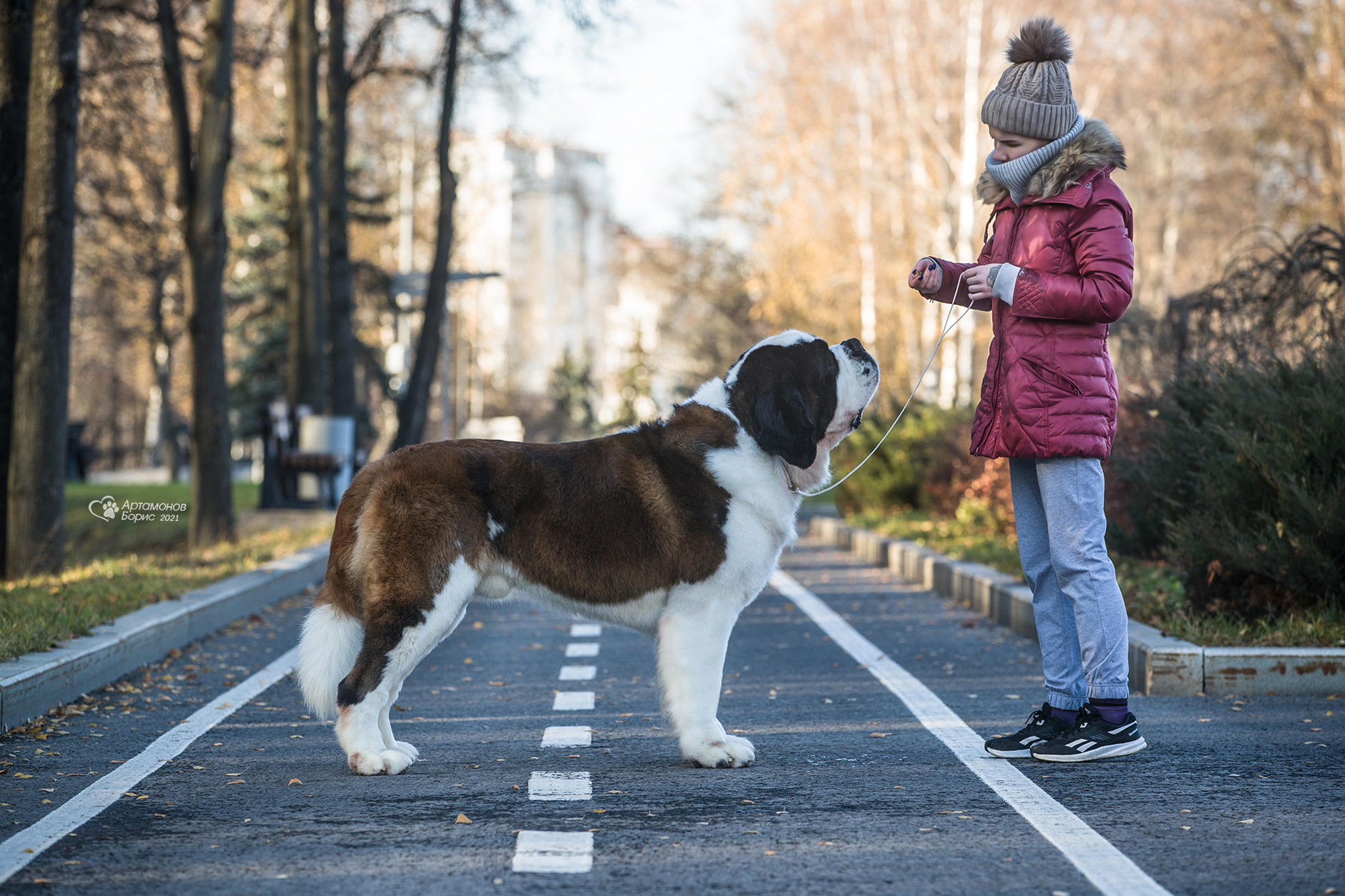 ФОТОСЕССИЯ СЕНБЕРНАР. Борис Артамонов фотограф — анималист. Москва