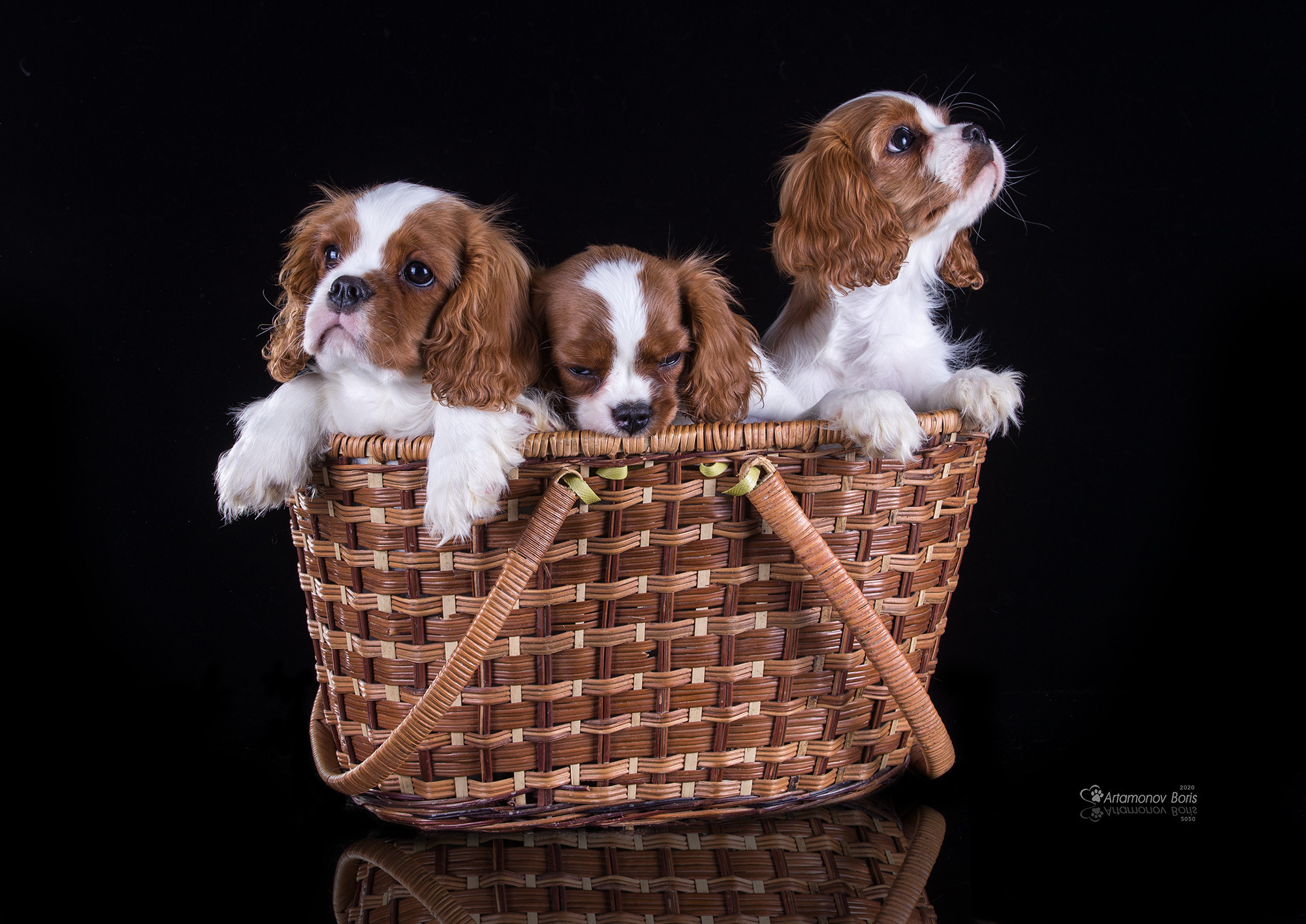 ФОТО ЩЕНКОВ. Борис Артамонов фотограф — анималист. Москва