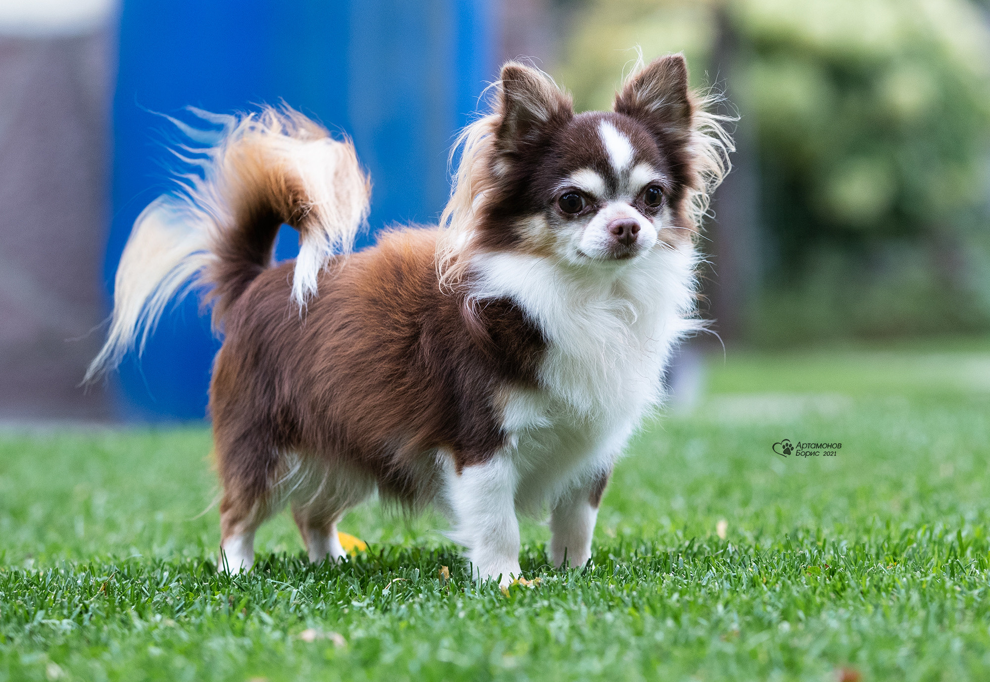 ФОТО ЧИХИ…. Борис Артамонов фотограф — анималист. Москва