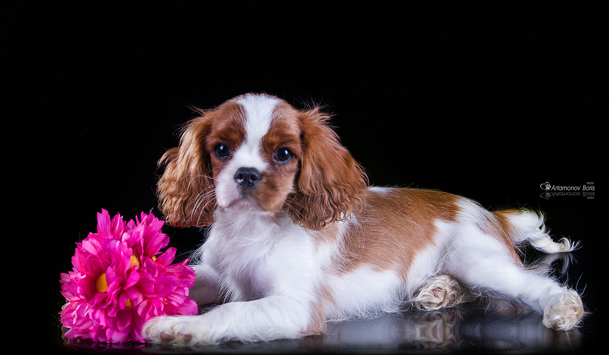 ФОТО ЩЕНКОВ. Борис Артамонов фотограф — анималист. Москва