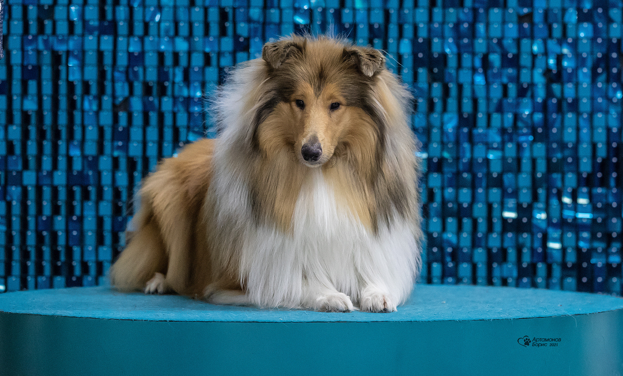 ПОРТРЕТИКИ. Борис Артамонов фотограф — анималист. Москва