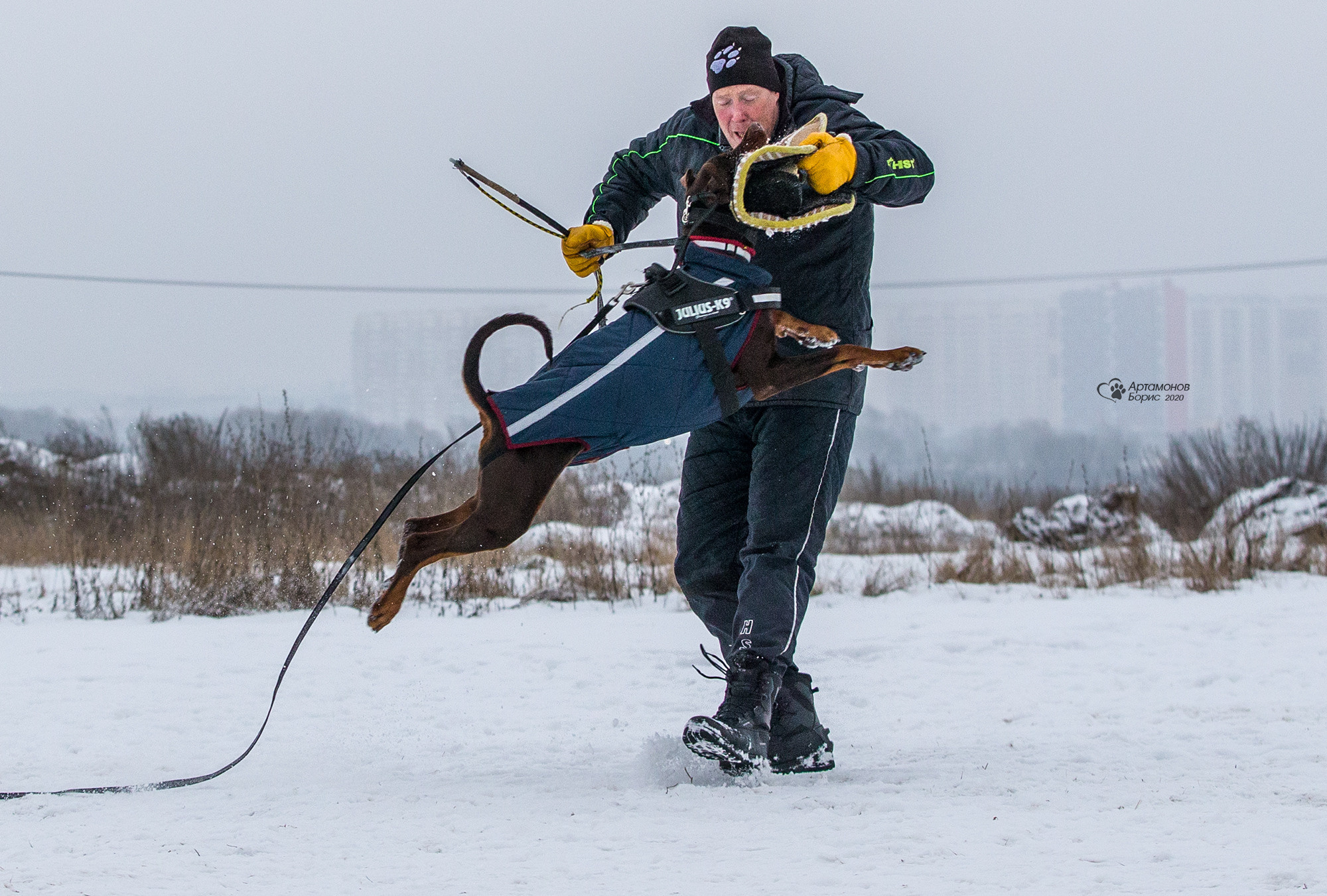 ДОБЕРМАНЫ КУСАЧКИ. Борис Артамонов фотограф — анималист. Москва
