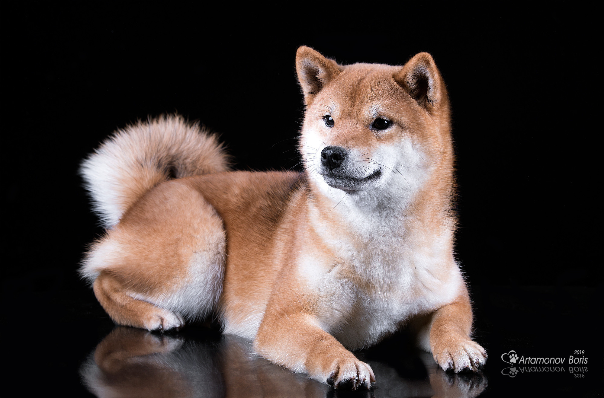 ФОТОСЕССИЯ СИБА. Борис Артамонов фотограф — анималист. Москва