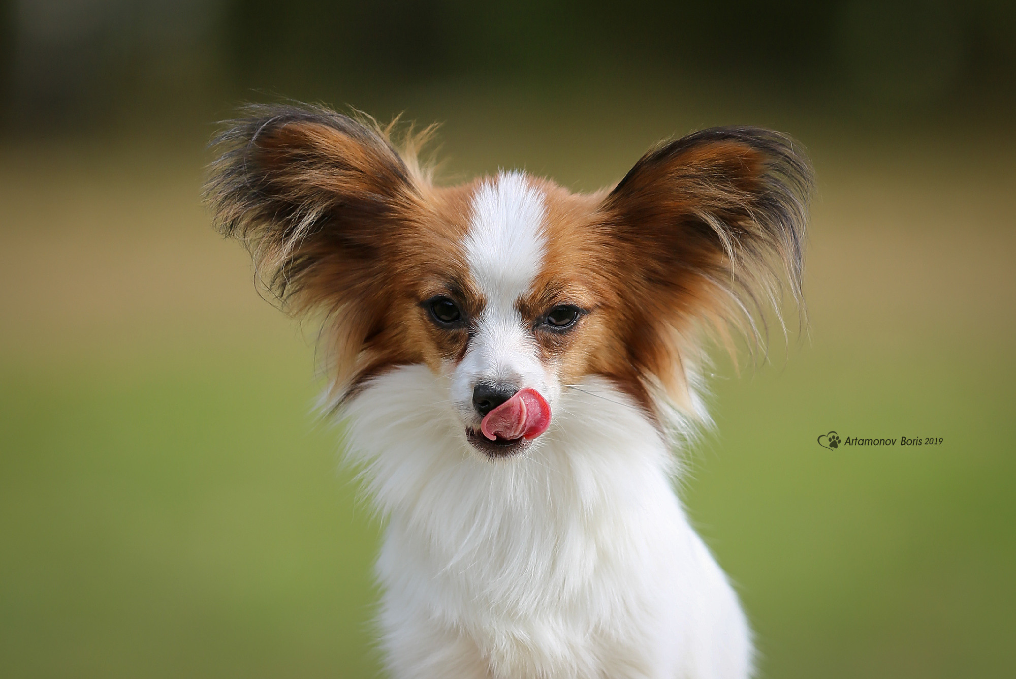 ПОРТРЕТИКИ. Борис Артамонов фотограф — анималист. Москва