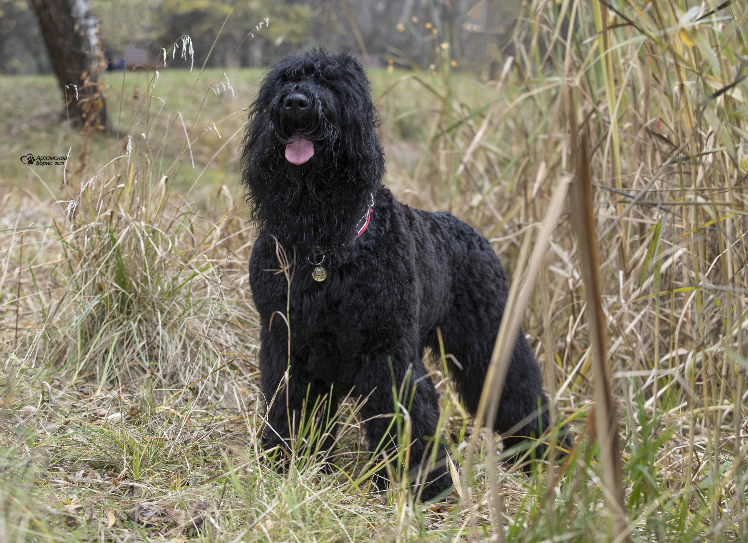 МАШЕНЬКА. Борис Артамонов фотограф — анималист. Москва