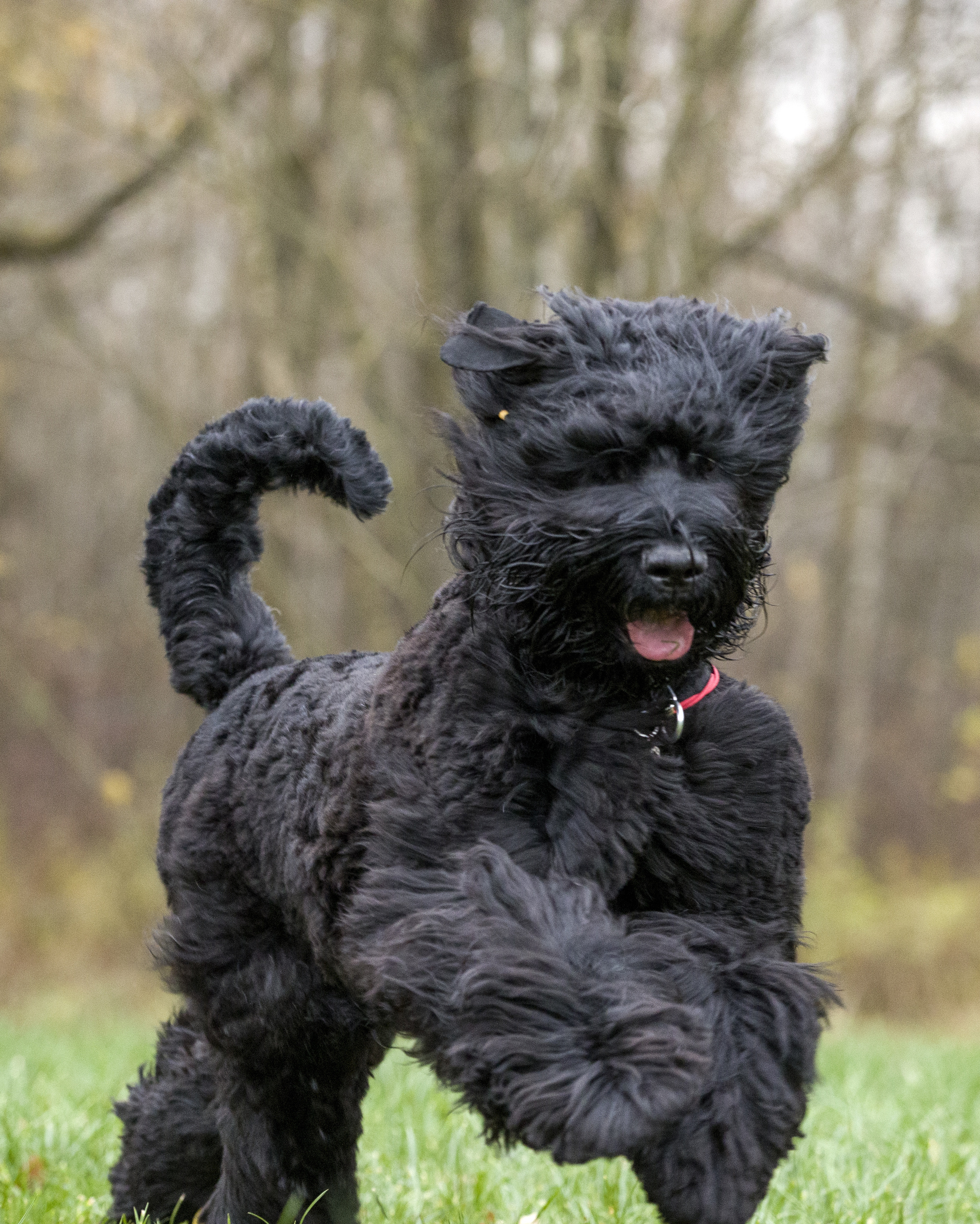 МАШЕНЬКА. Борис Артамонов фотограф — анималист. Москва