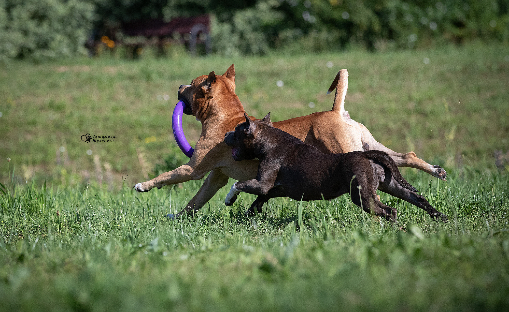 В ДВИЖЕНИИ. Борис Артамонов фотограф — анималист. Москва