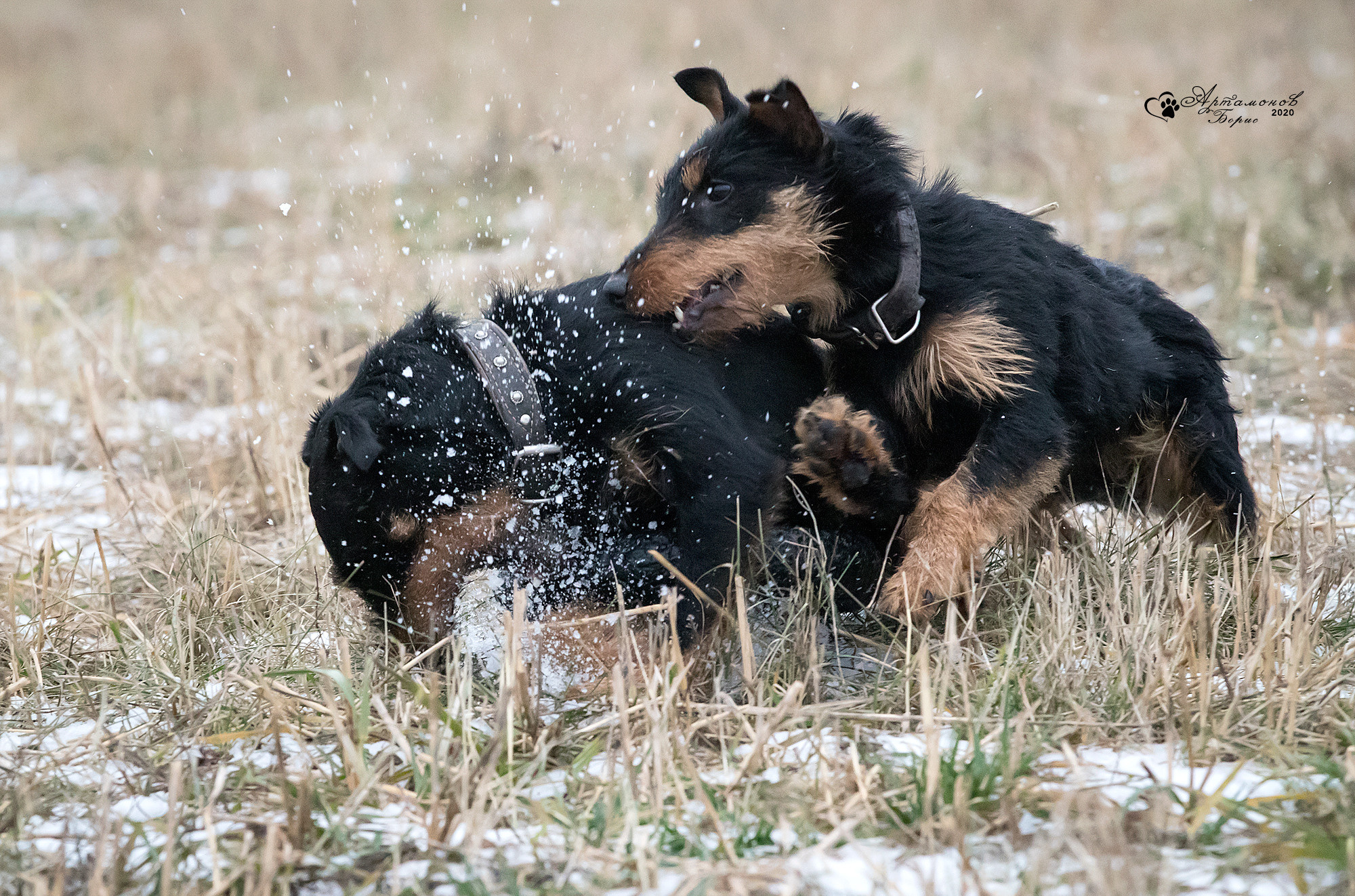 В ДВИЖЕНИИ. Борис Артамонов фотограф — анималист. Москва