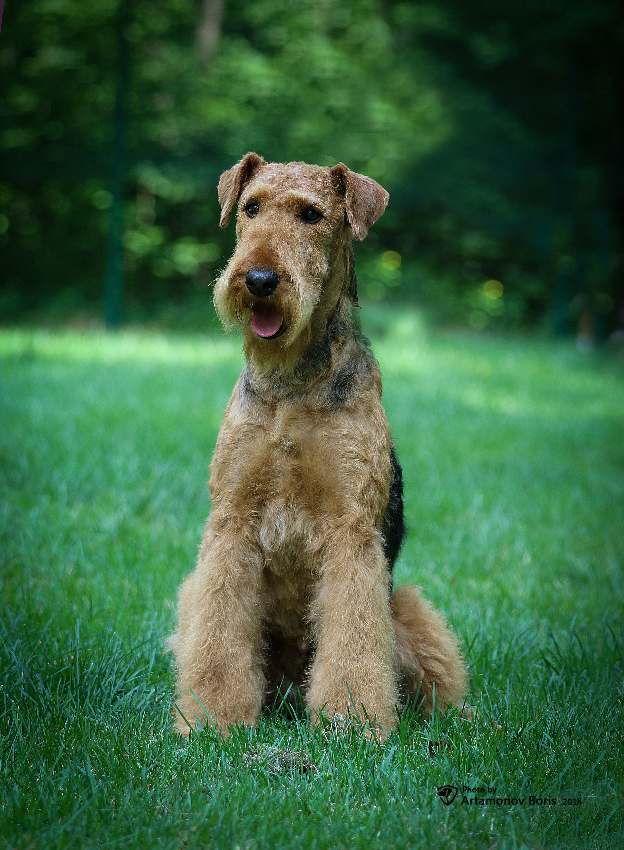 ПОРТРЕТИКИ. Борис Артамонов фотограф — анималист. Москва