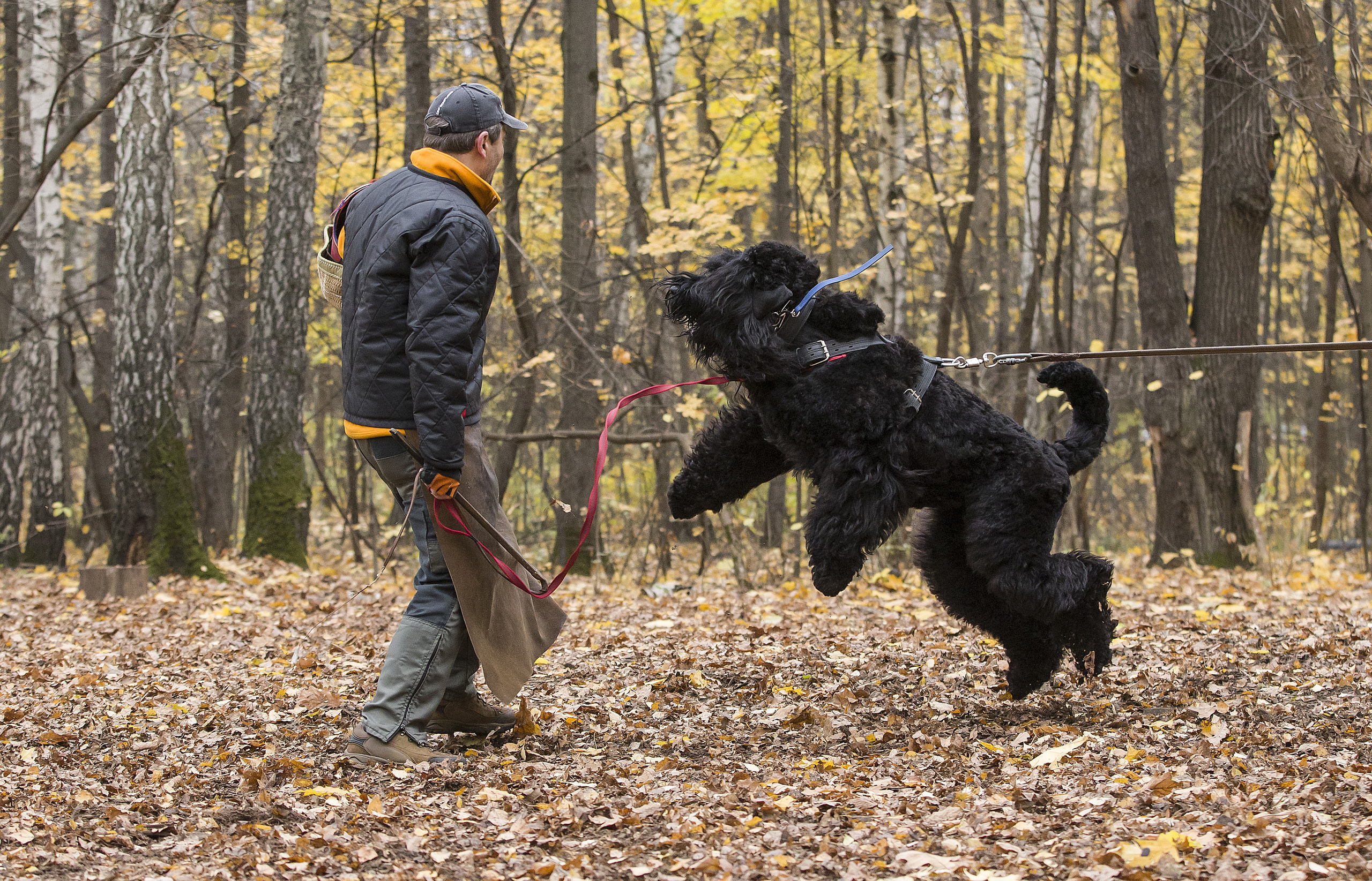 МАШЕНЬКА. Борис Артамонов фотограф — анималист. Москва