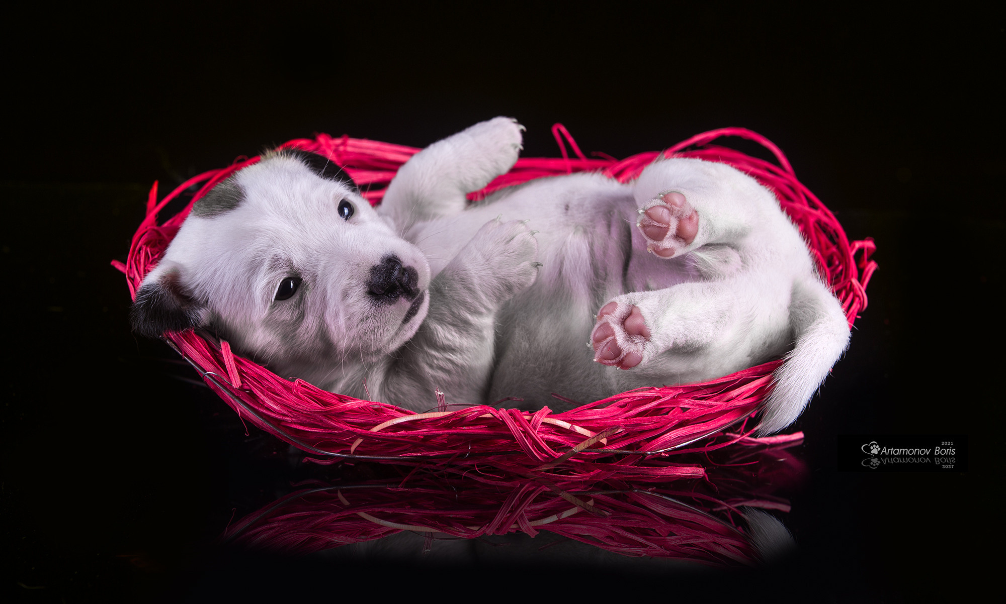 ФОТО ЩЕНКОВ. Борис Артамонов фотограф — анималист. Москва