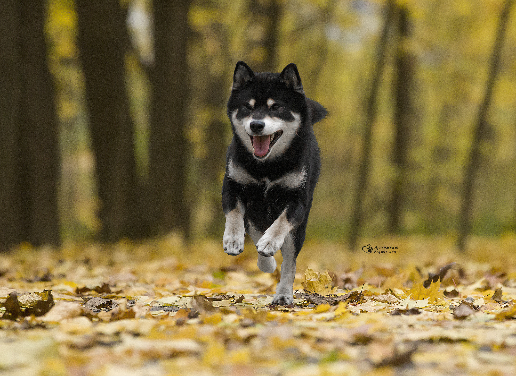 ФОТОСЕССИЯ СИБА. Борис Артамонов фотограф — анималист. Москва