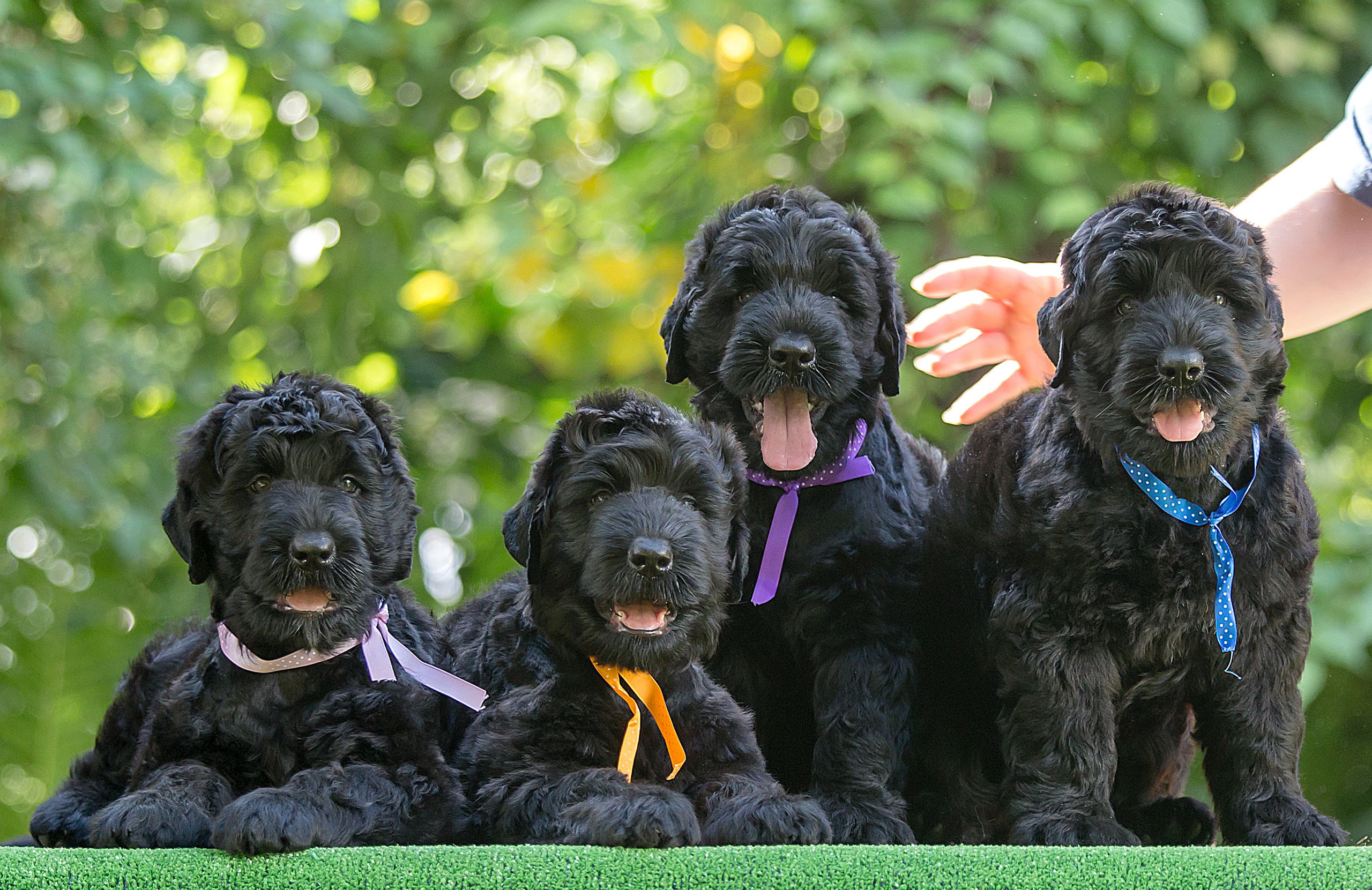 Борис Артамонов фотограф — анималист. Москва